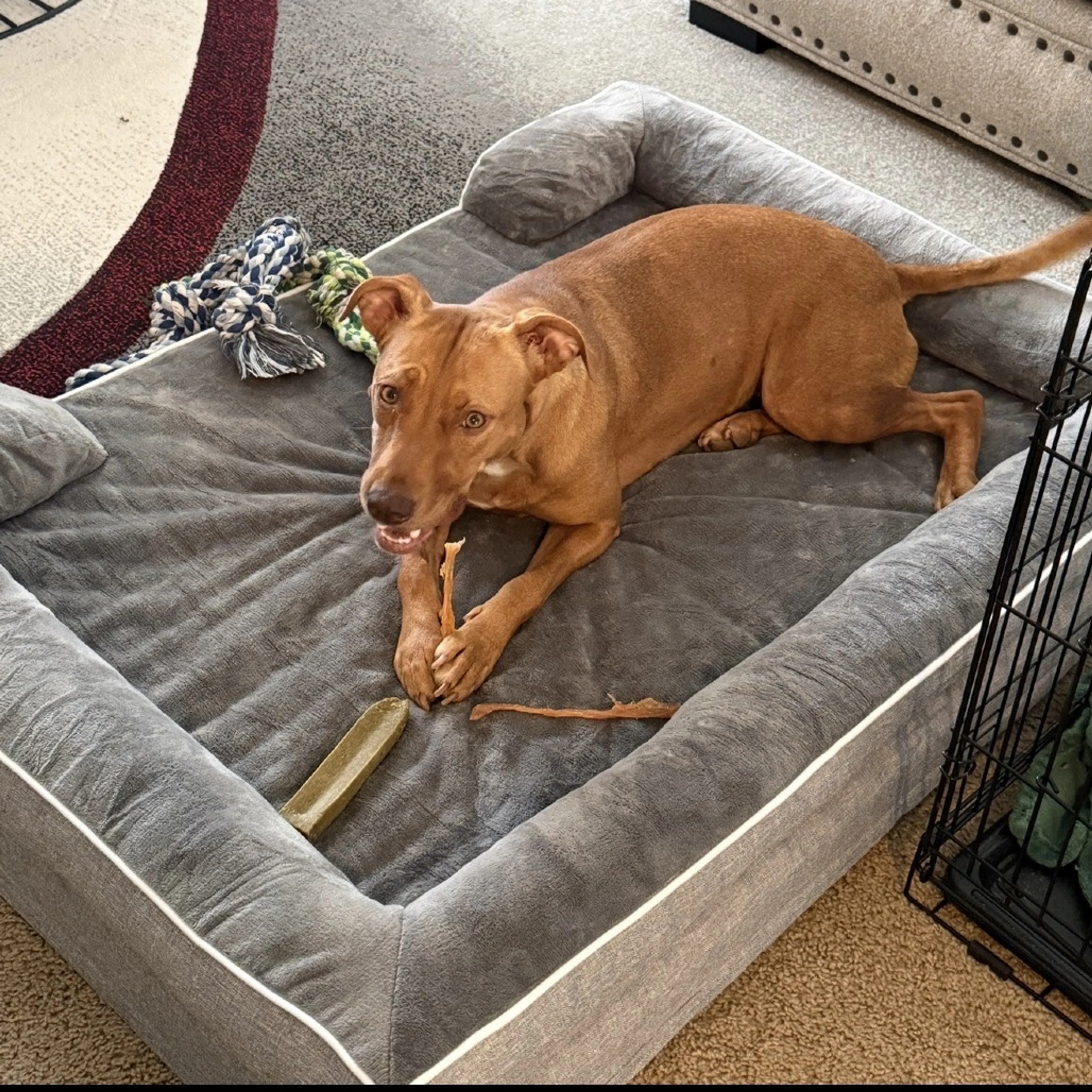 Found pet-22