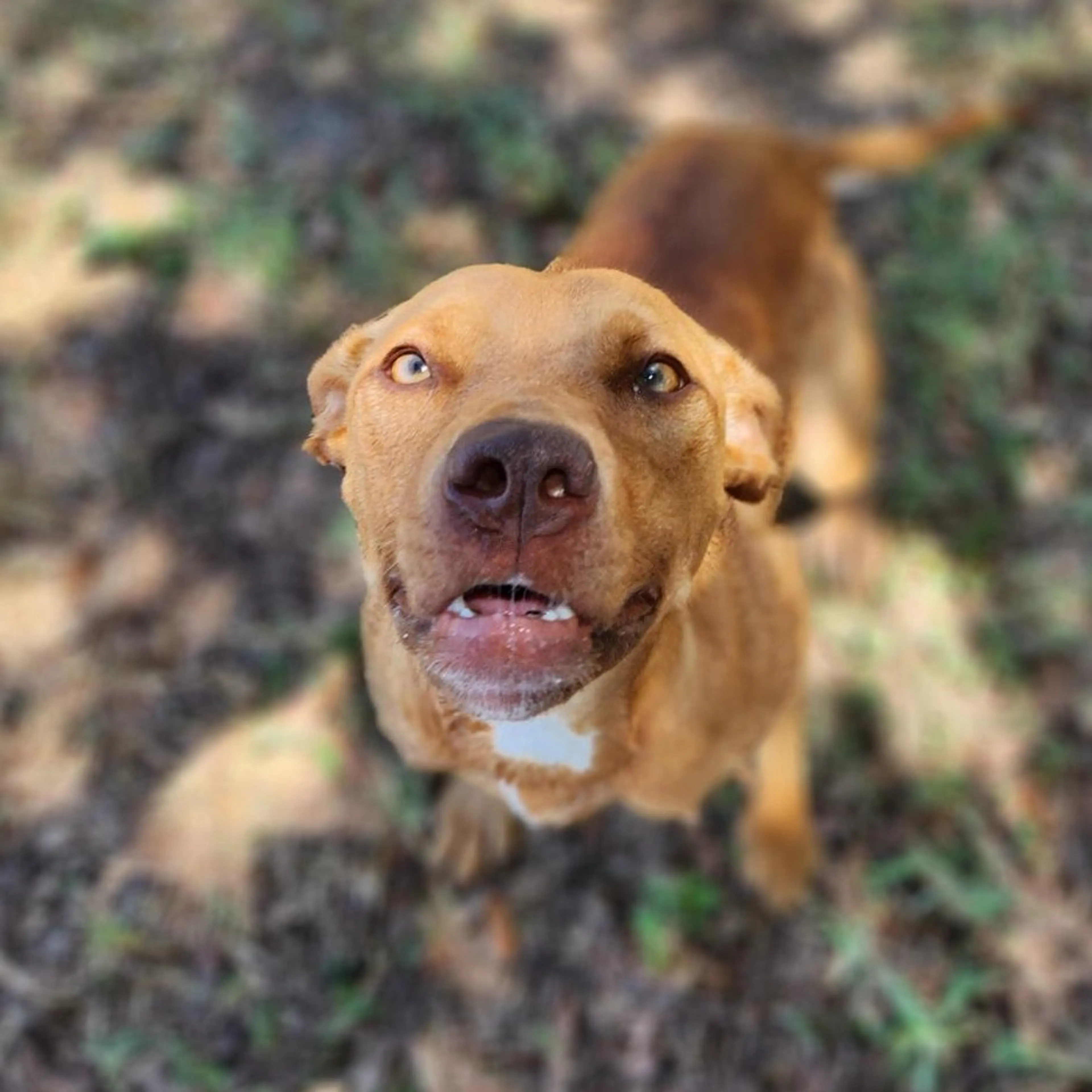Found pet-12