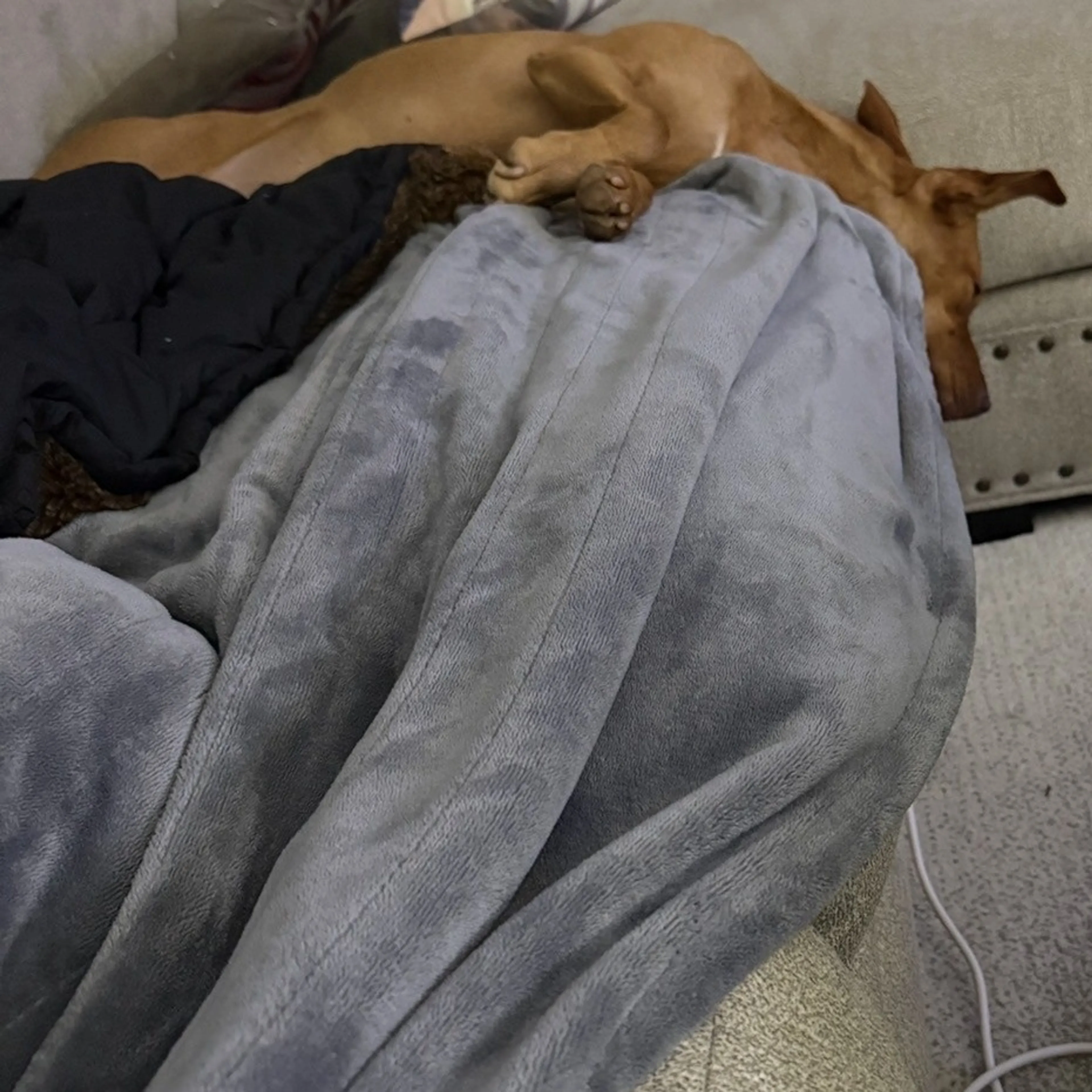 Found pet-25