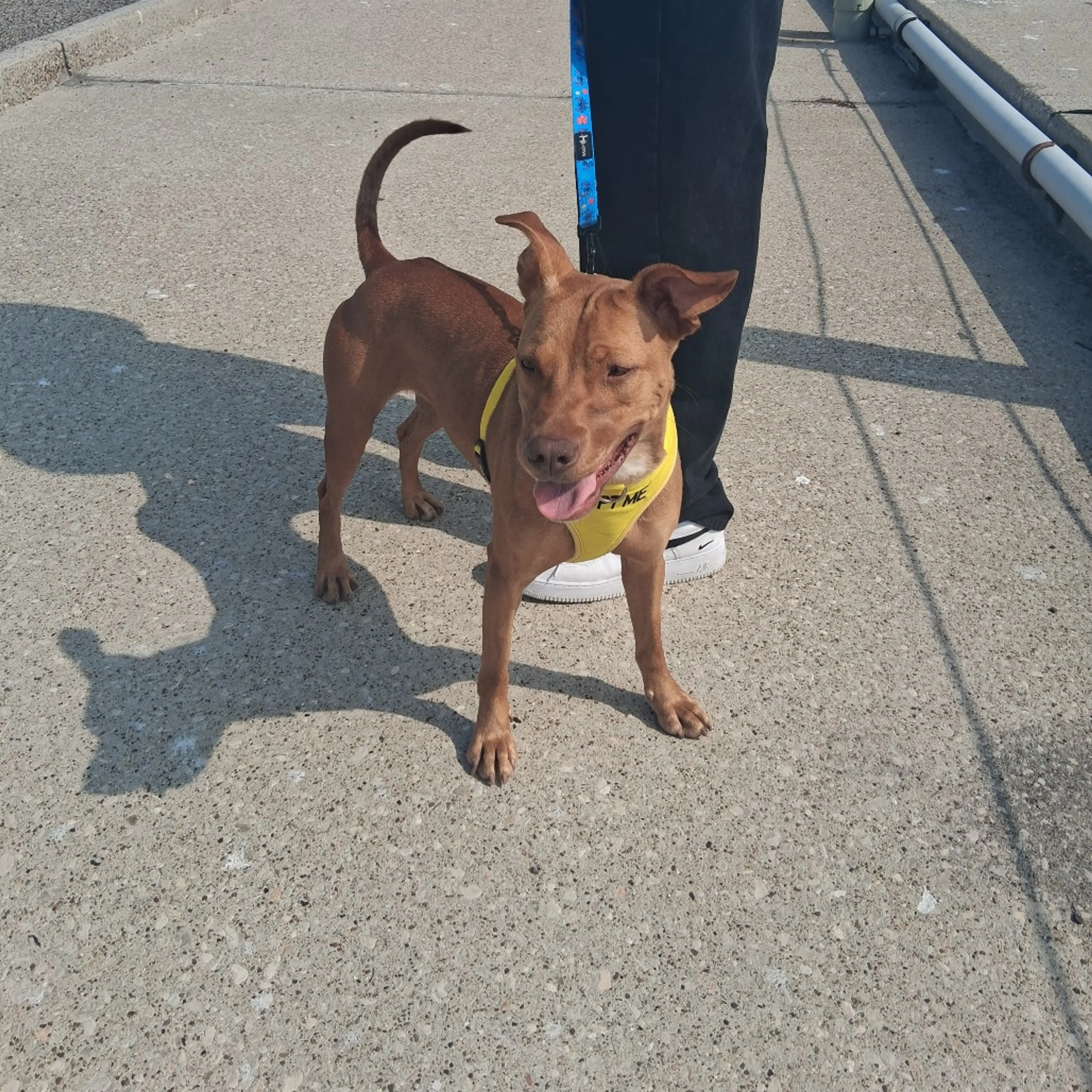 Found pet-2