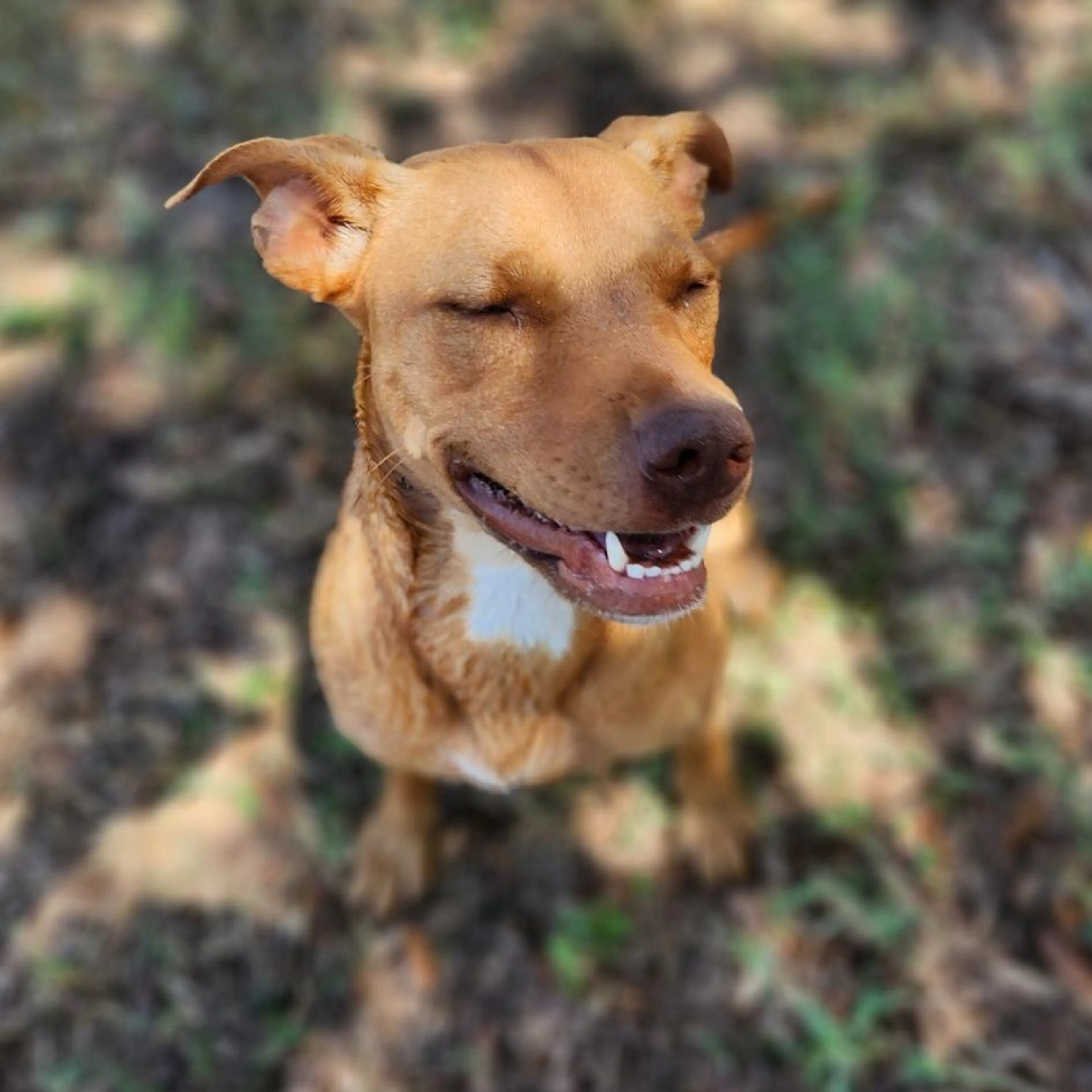 Found pet-11