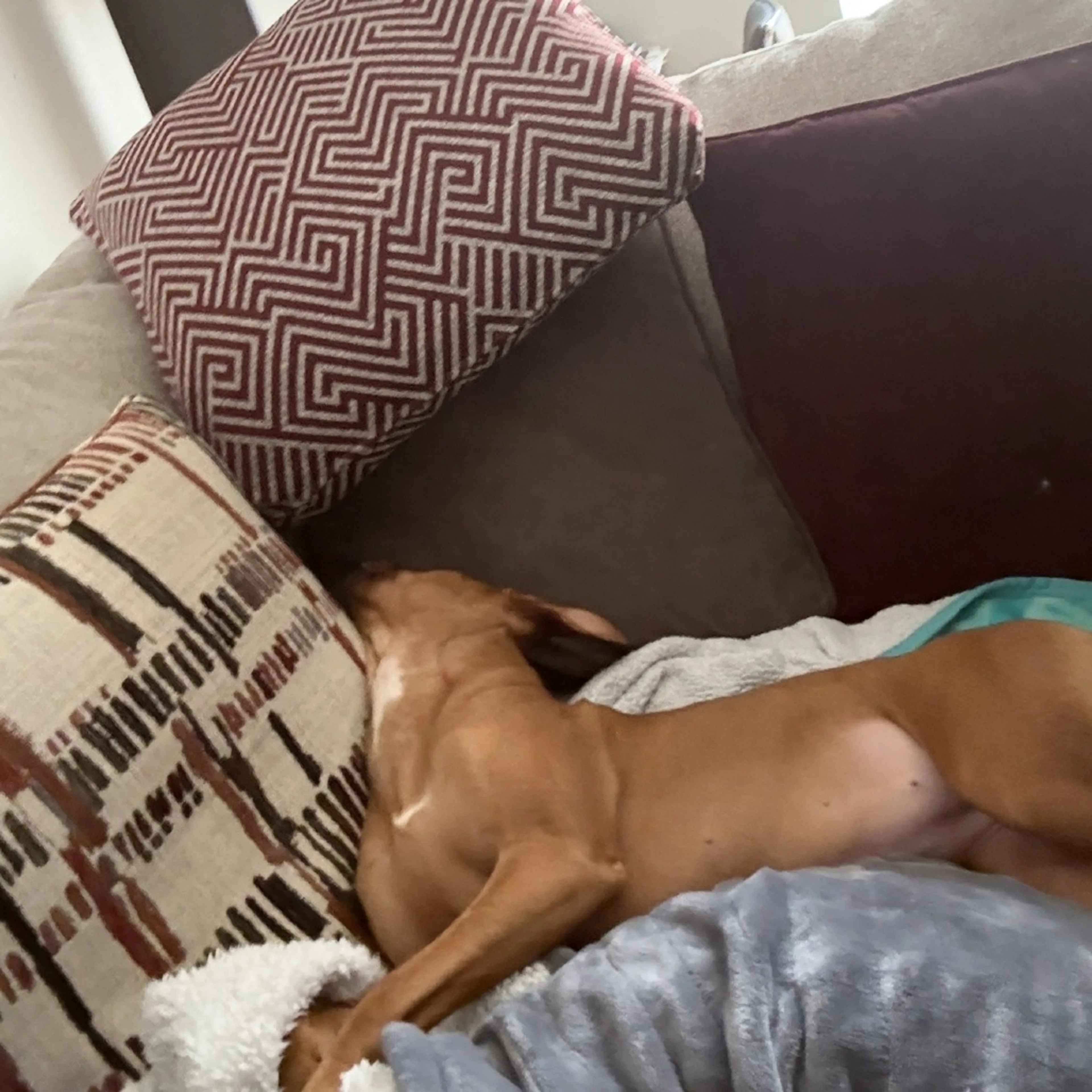 Found pet-23