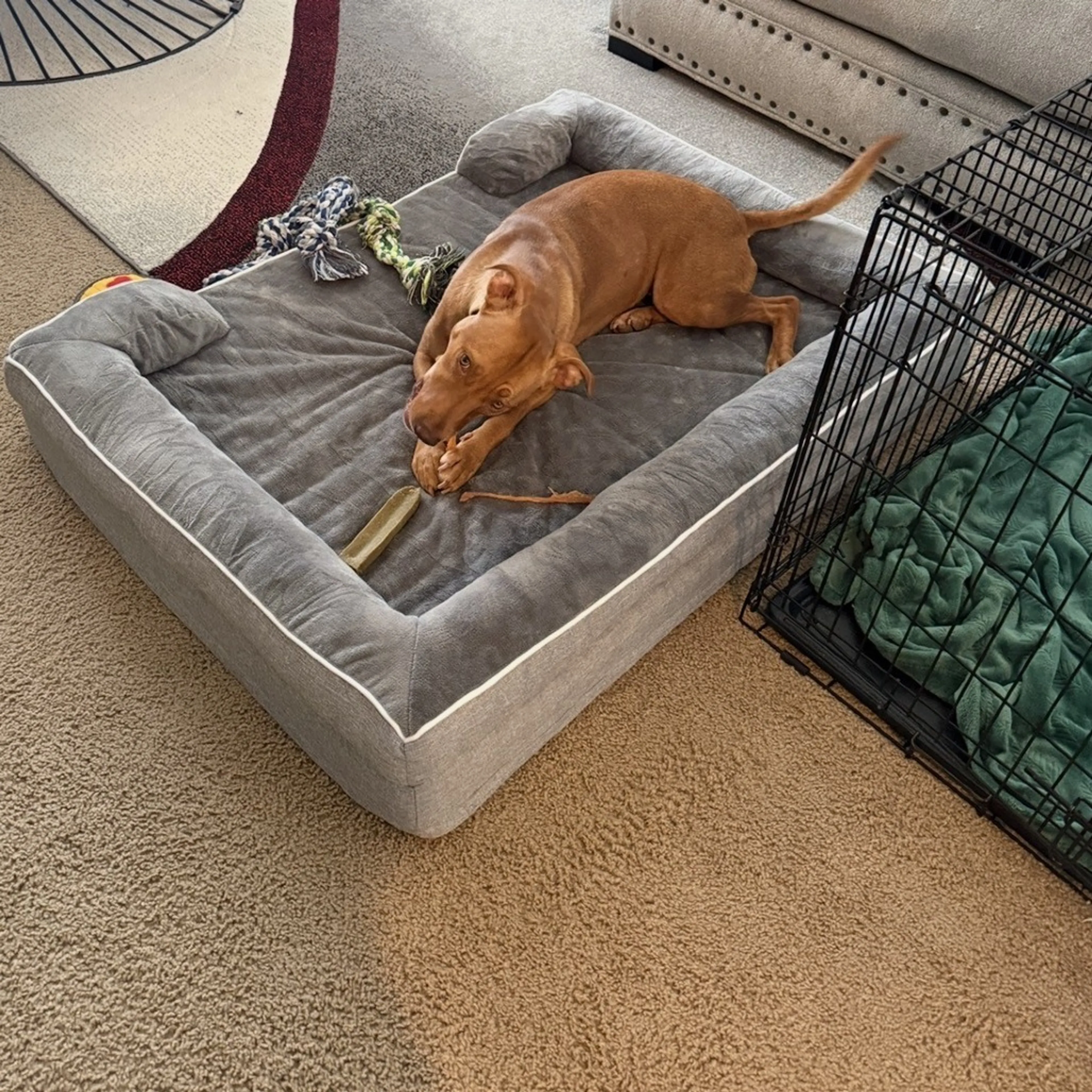 Found pet-21