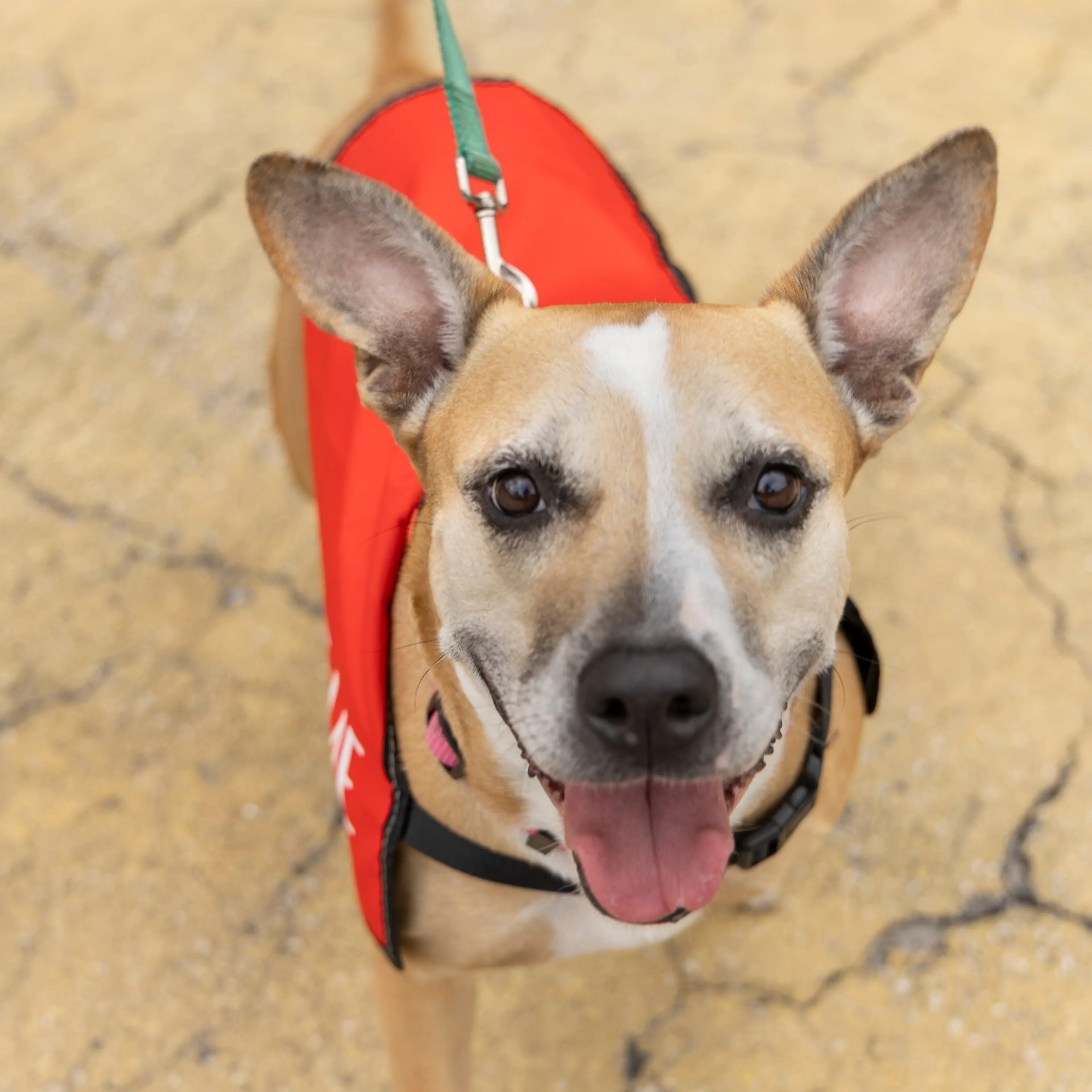 cdn image