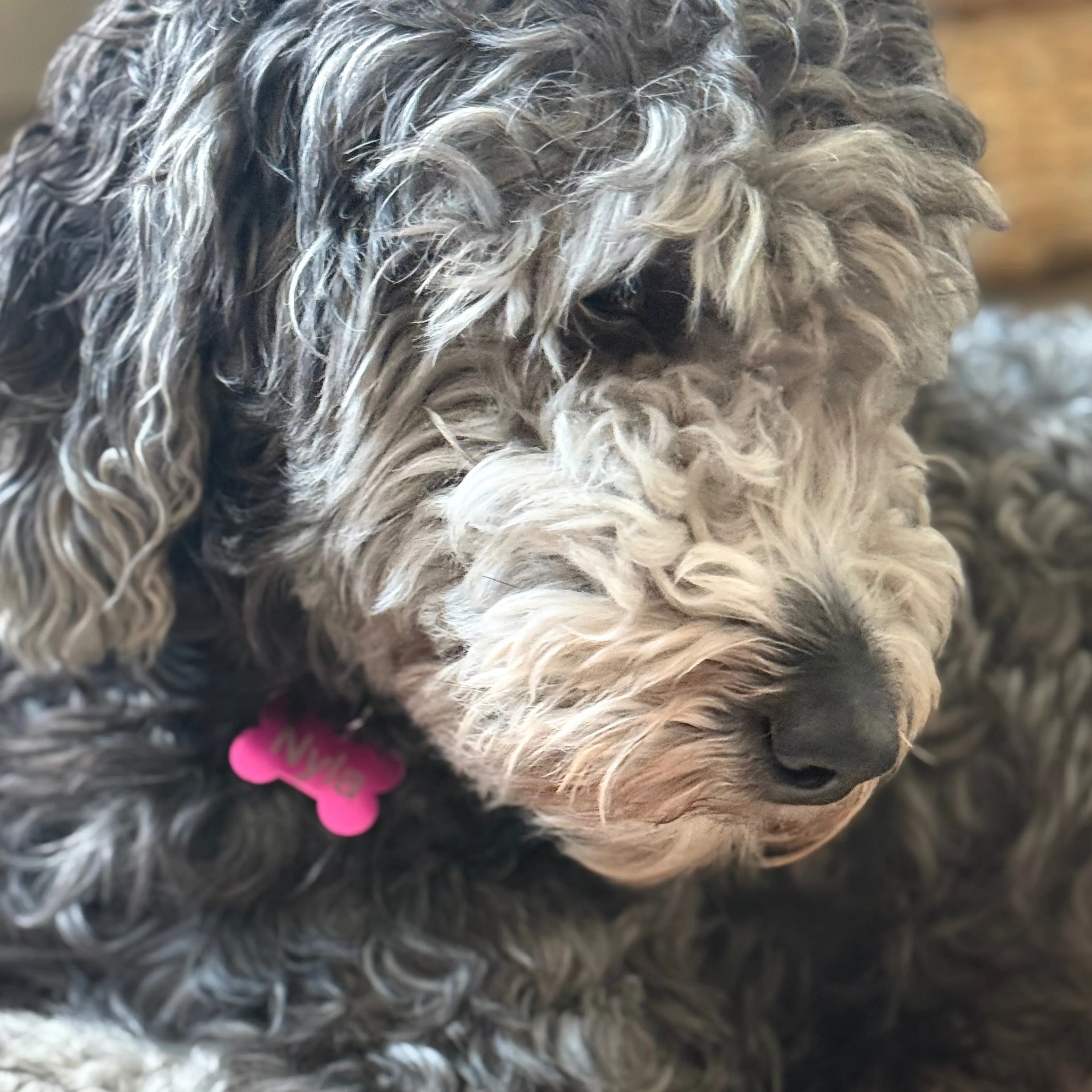 Lost pet-2