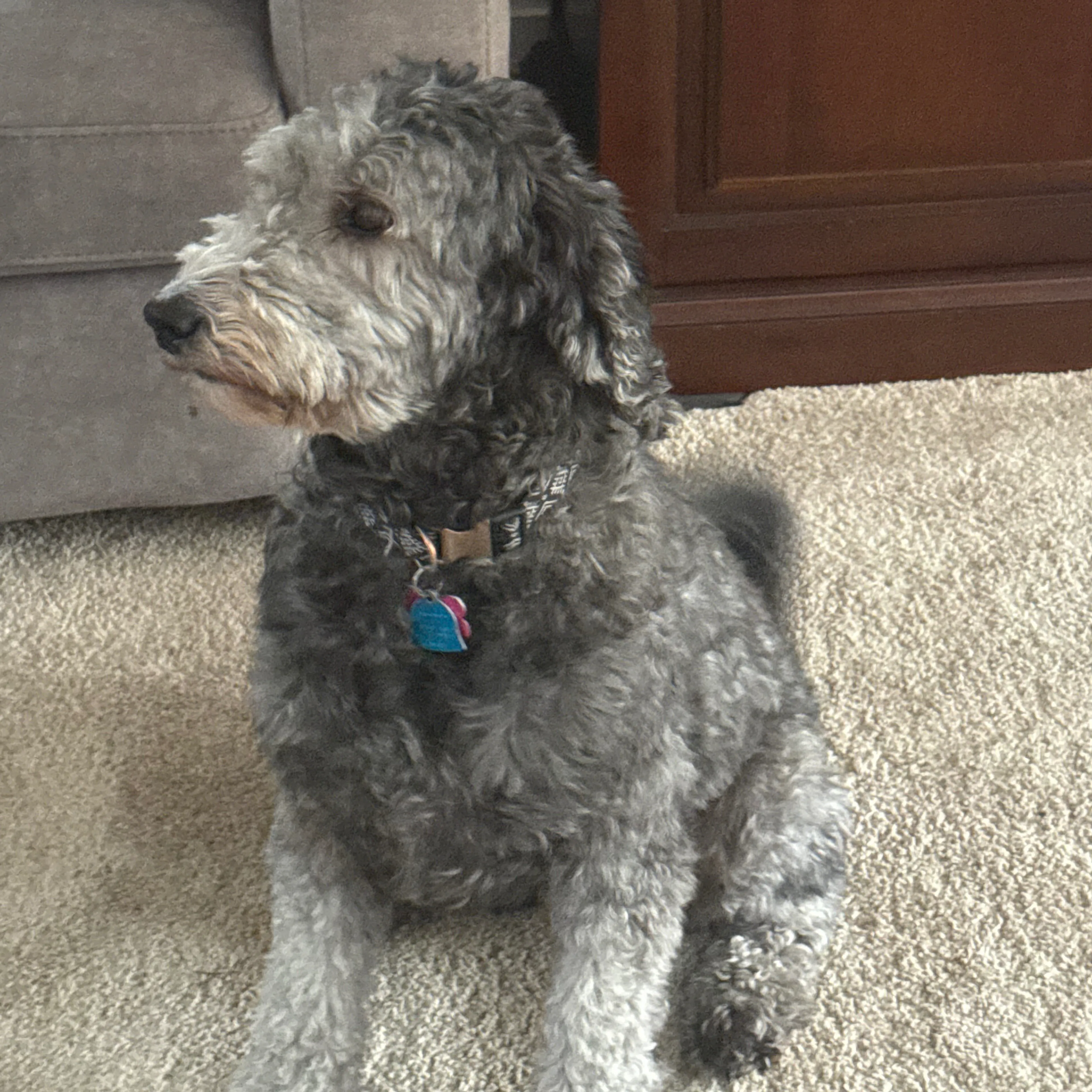 Lost pet-1