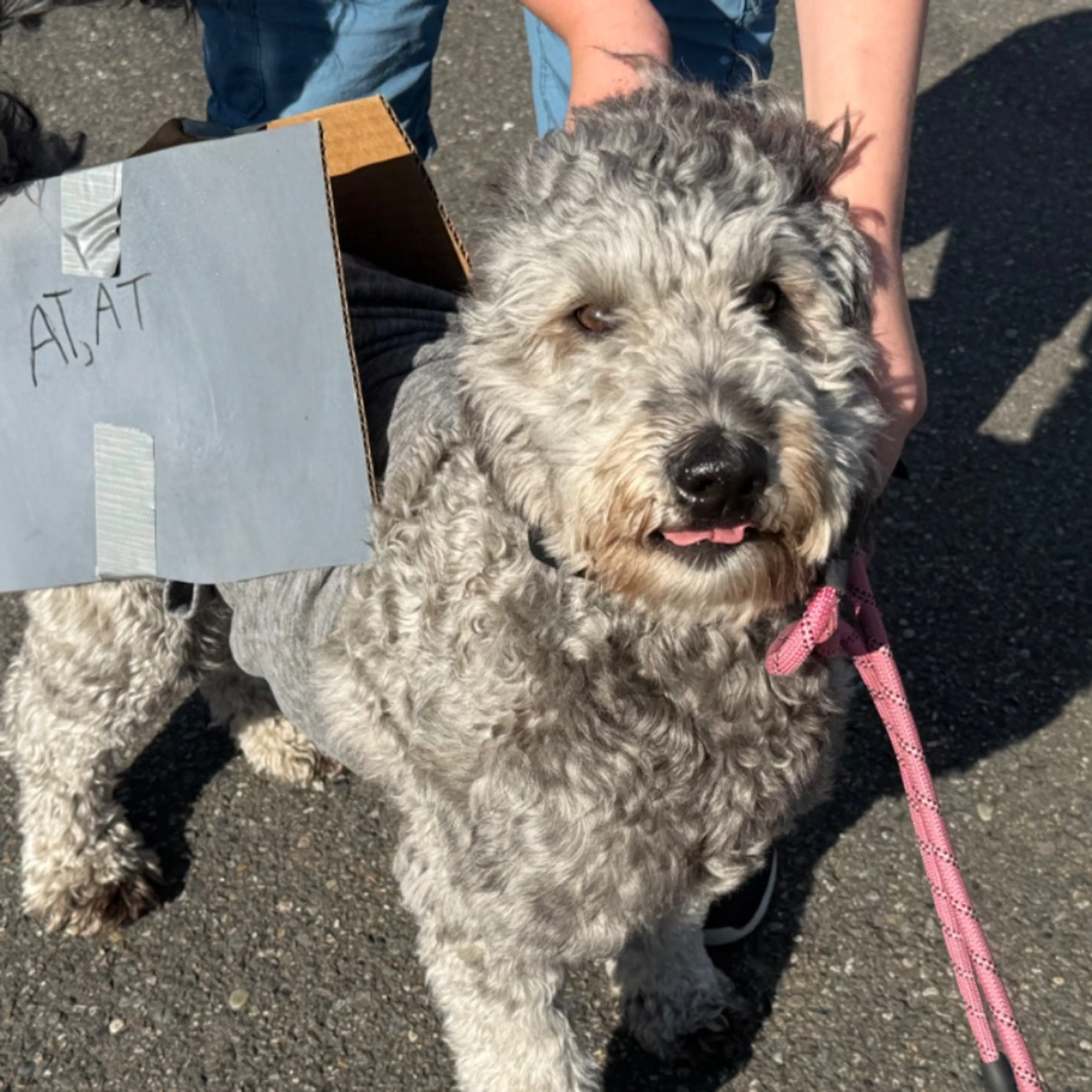 Lost pet-0