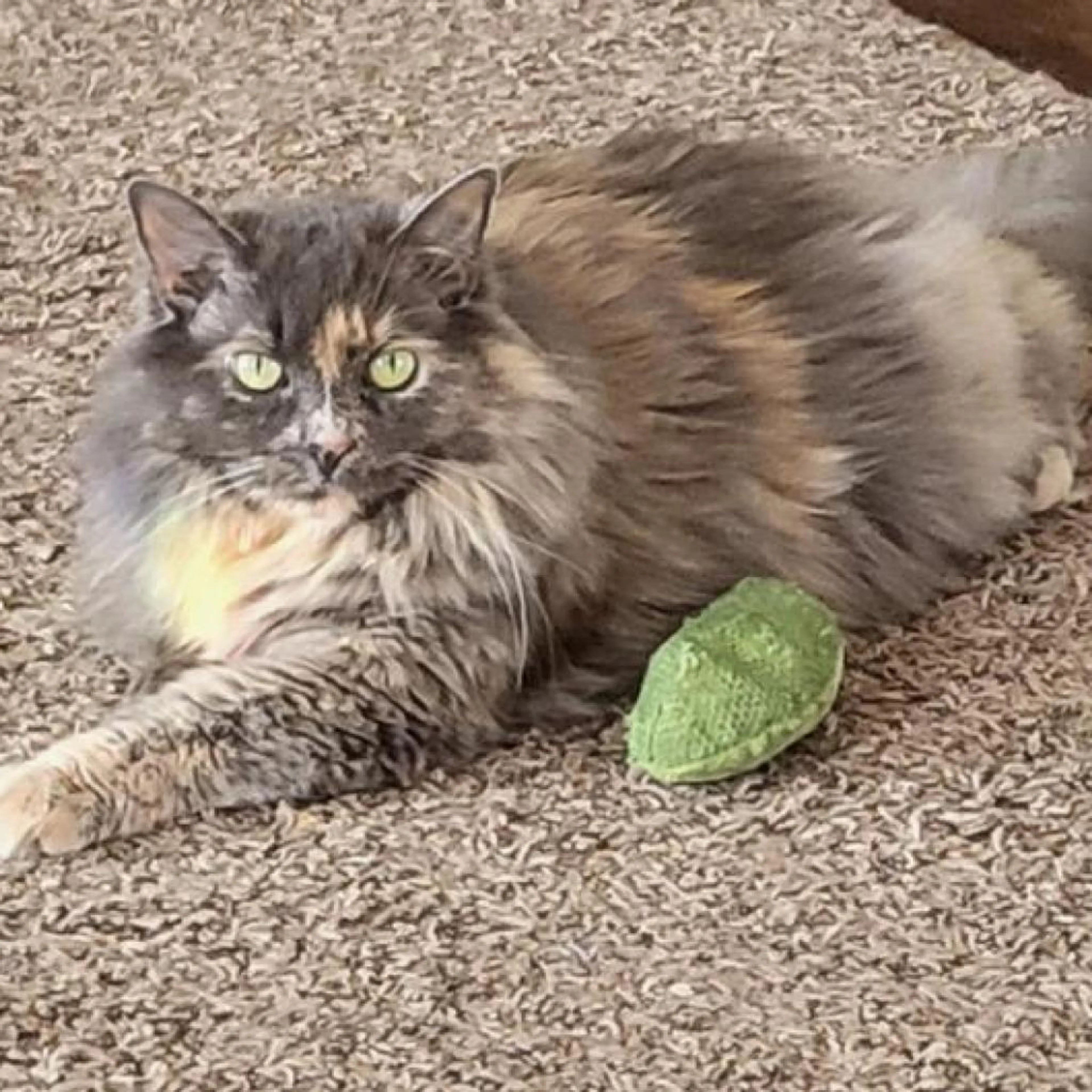 Found pet
