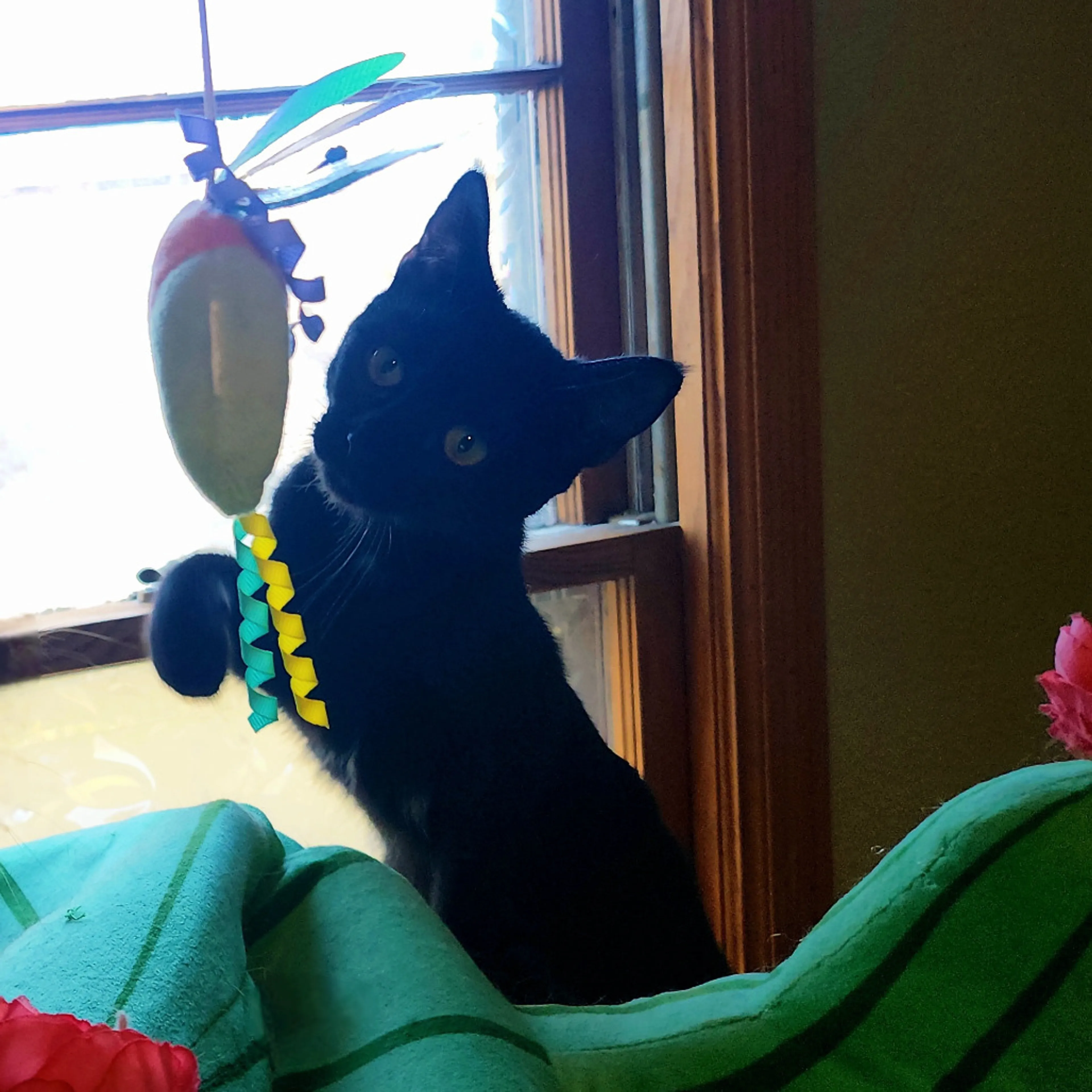 Found pet-1