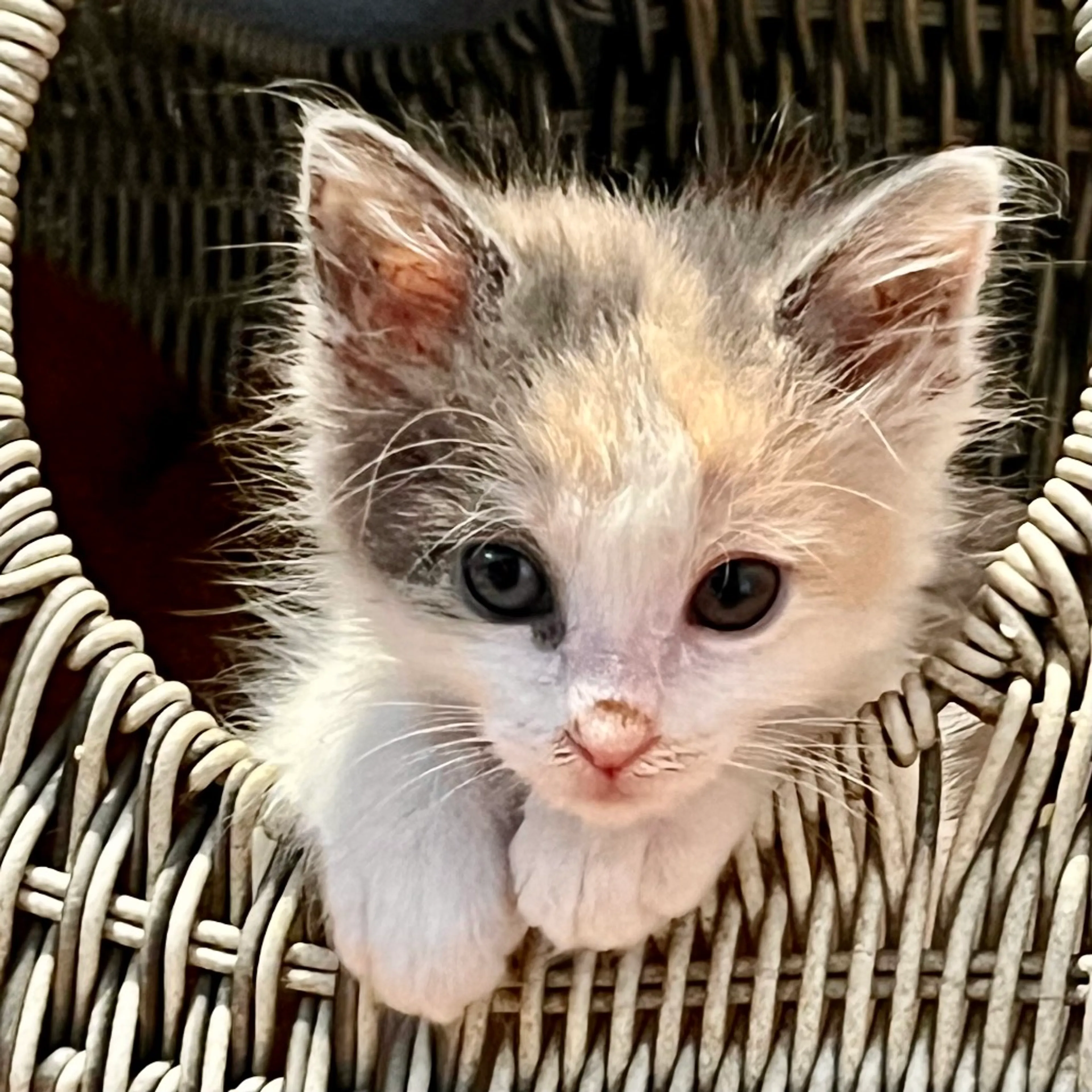 Found pet-0