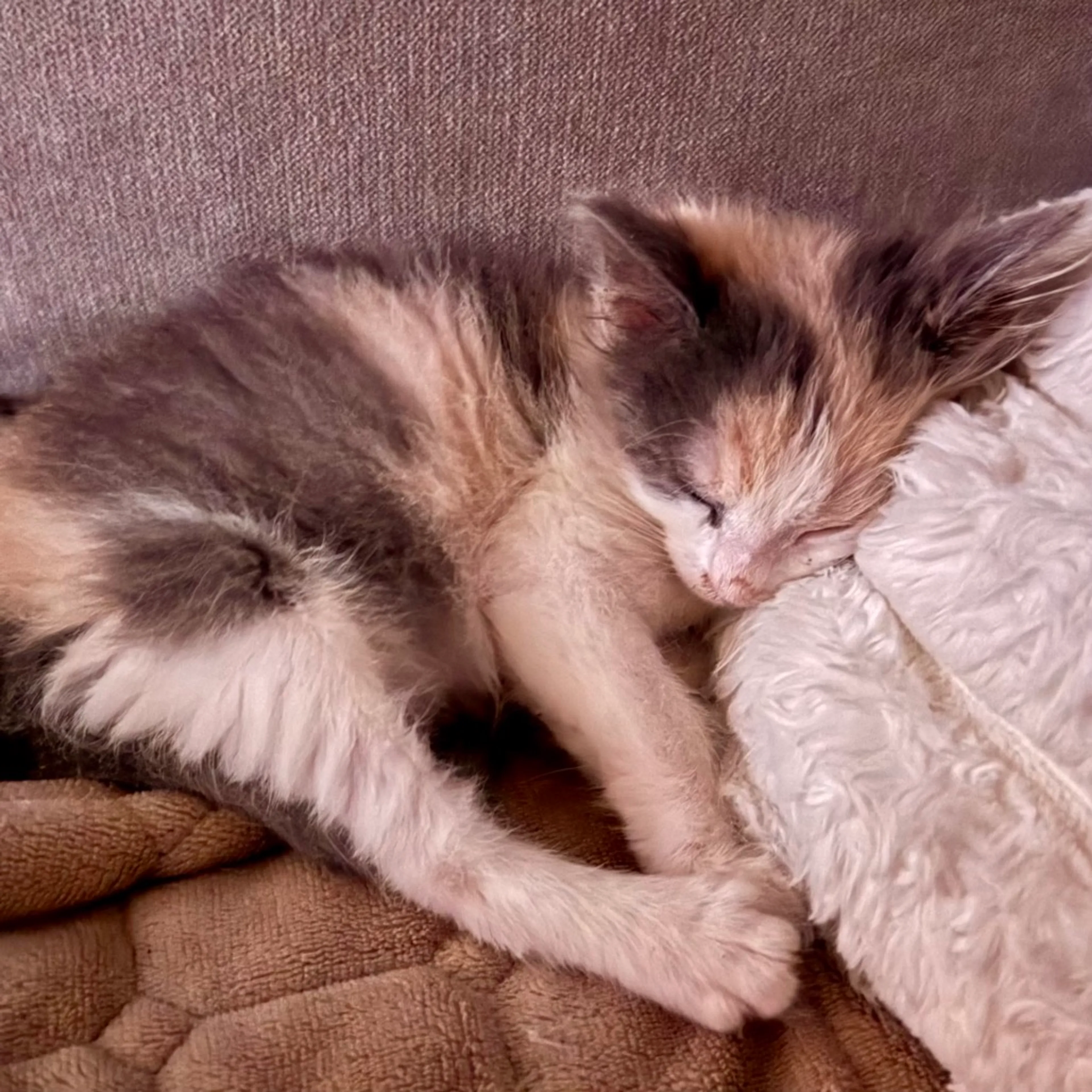 Found pet-2