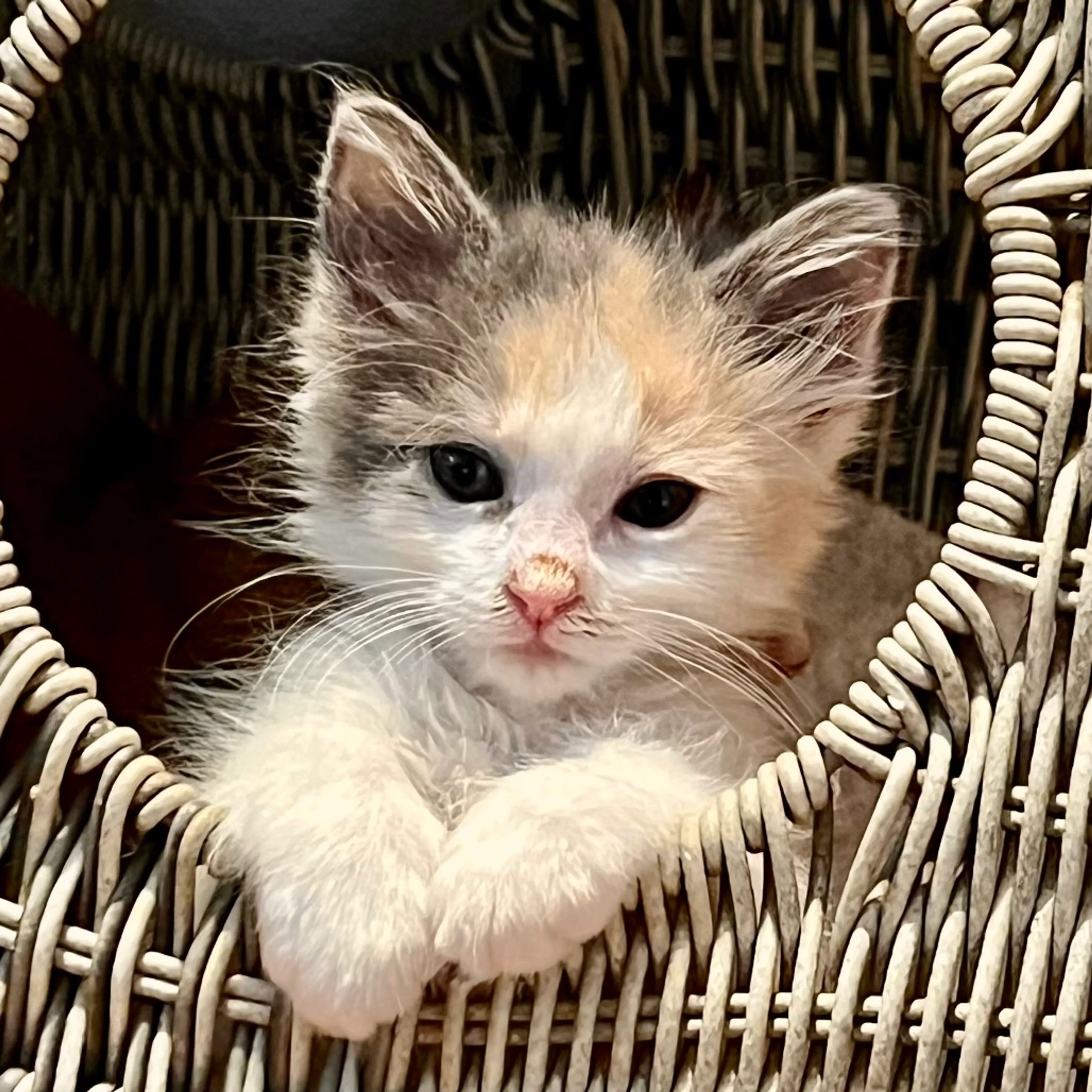 Found pet-1