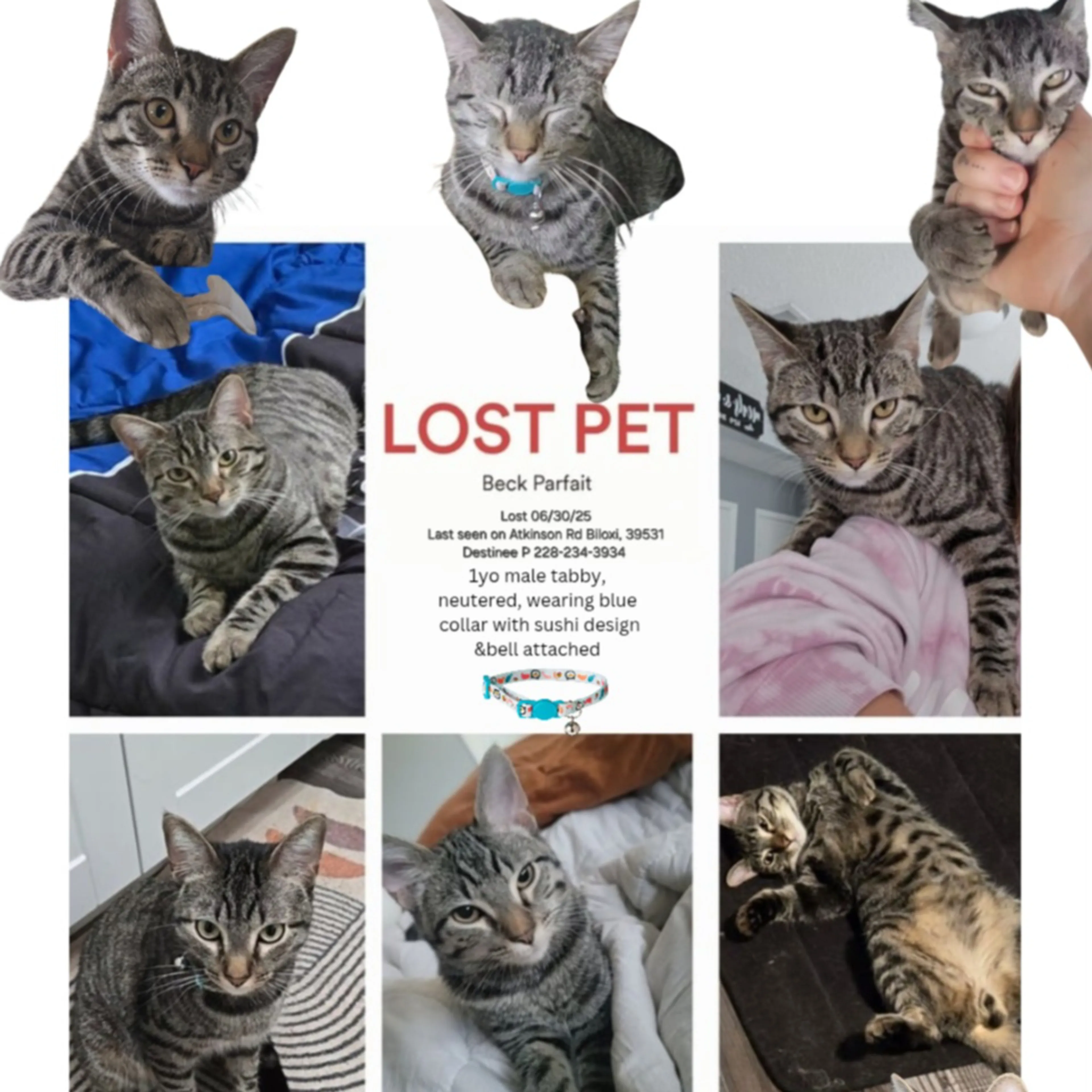 Lost pet-2