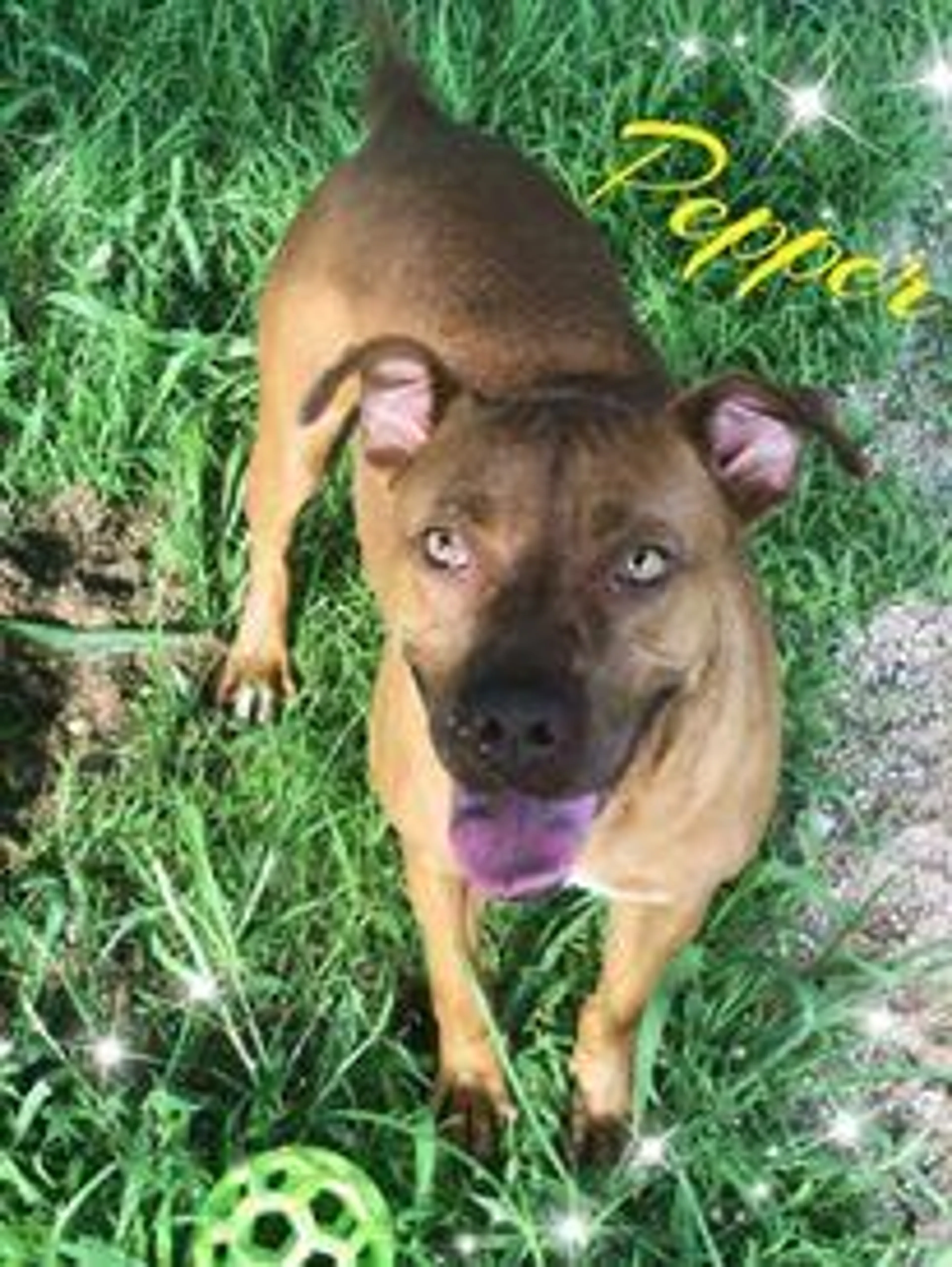 Found pet