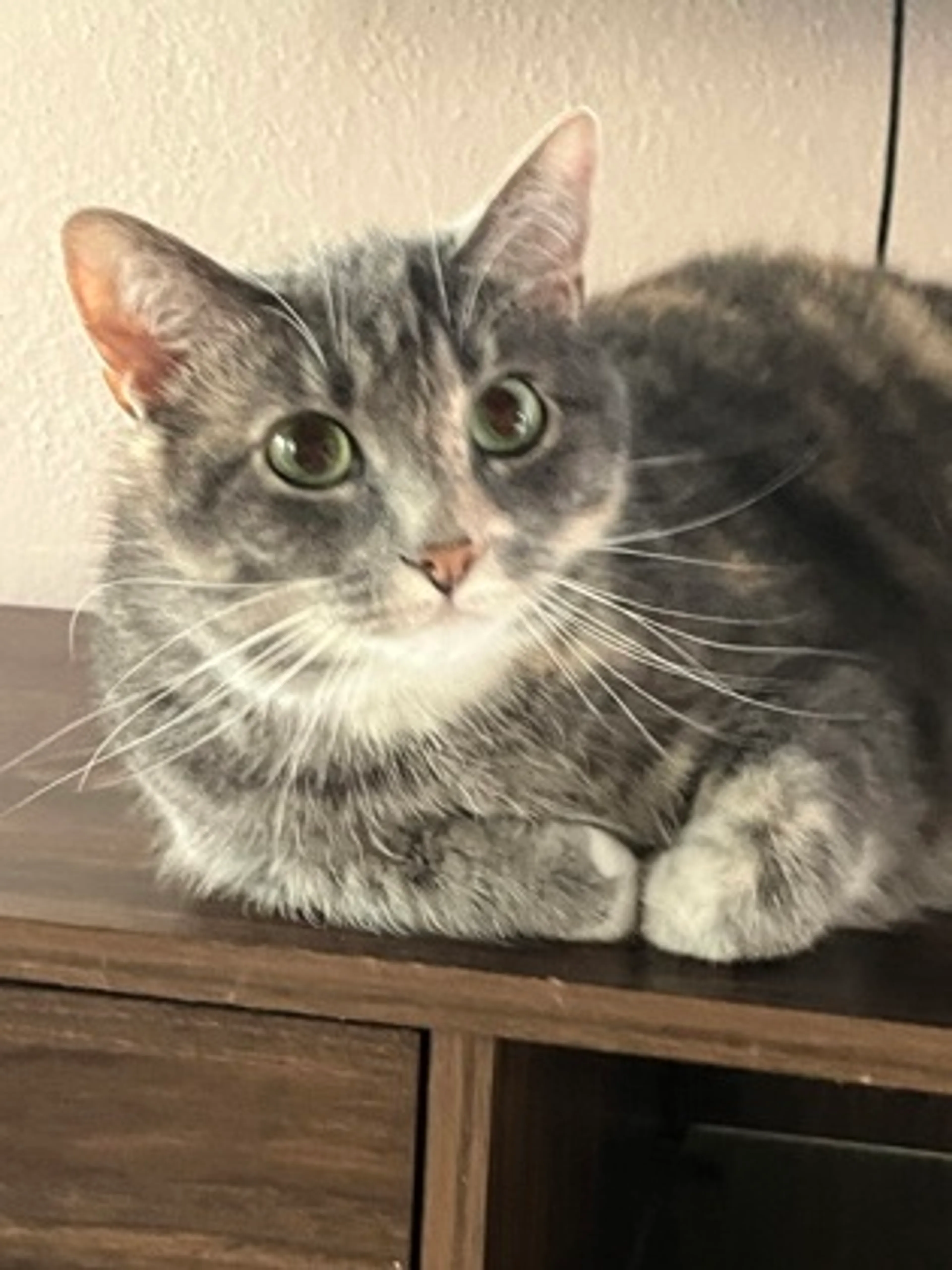 Found pet-2