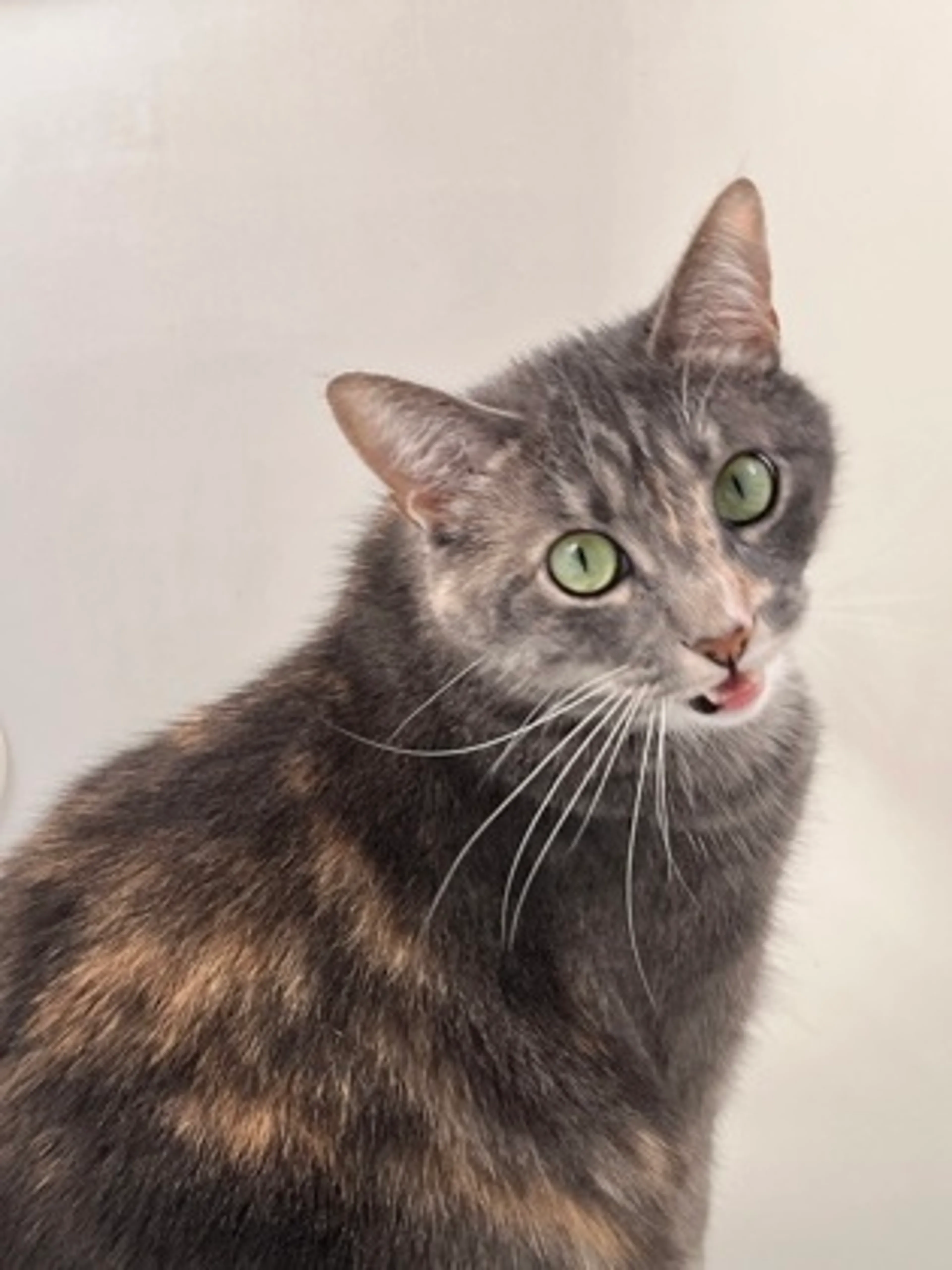 Found pet-1
