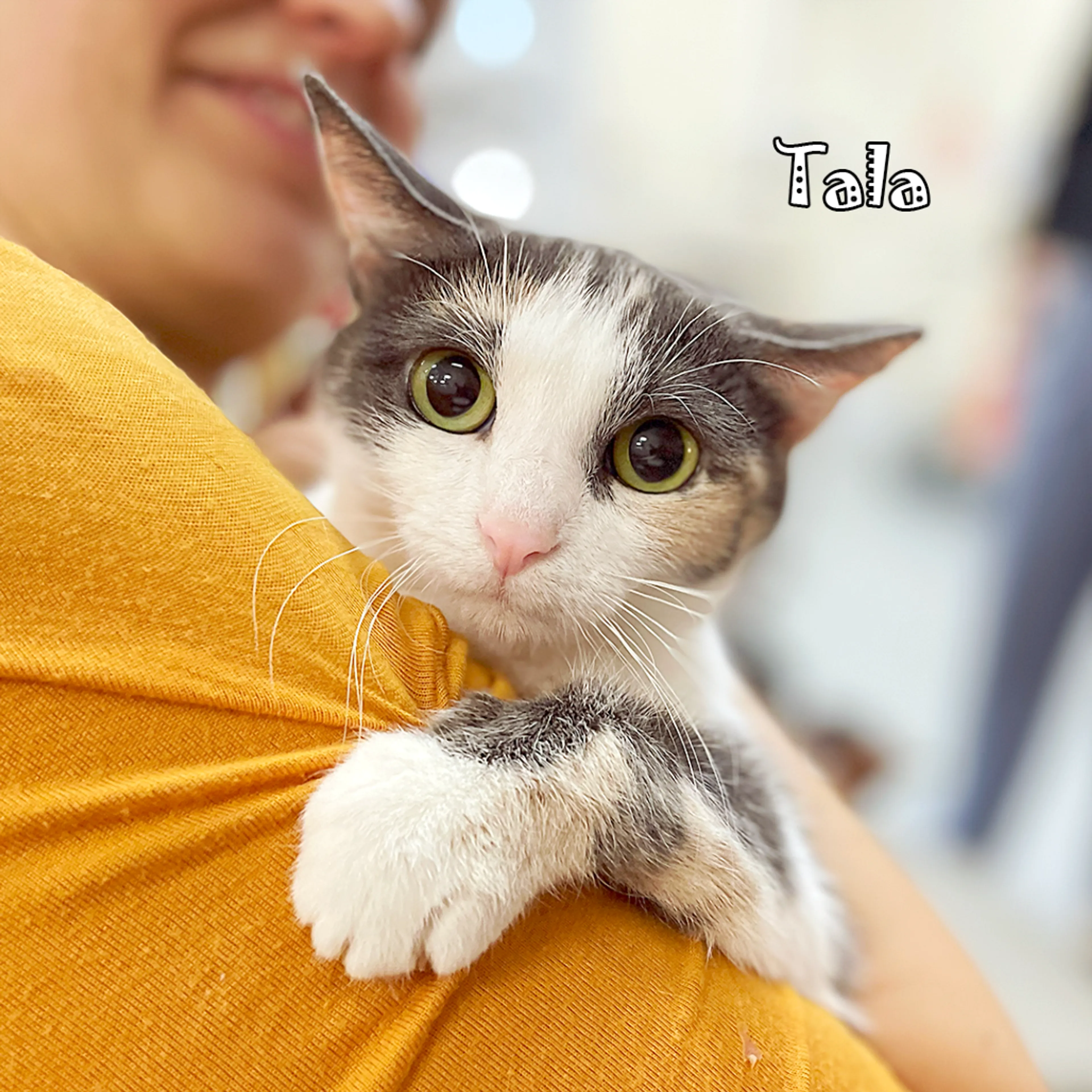 Found pet-5
