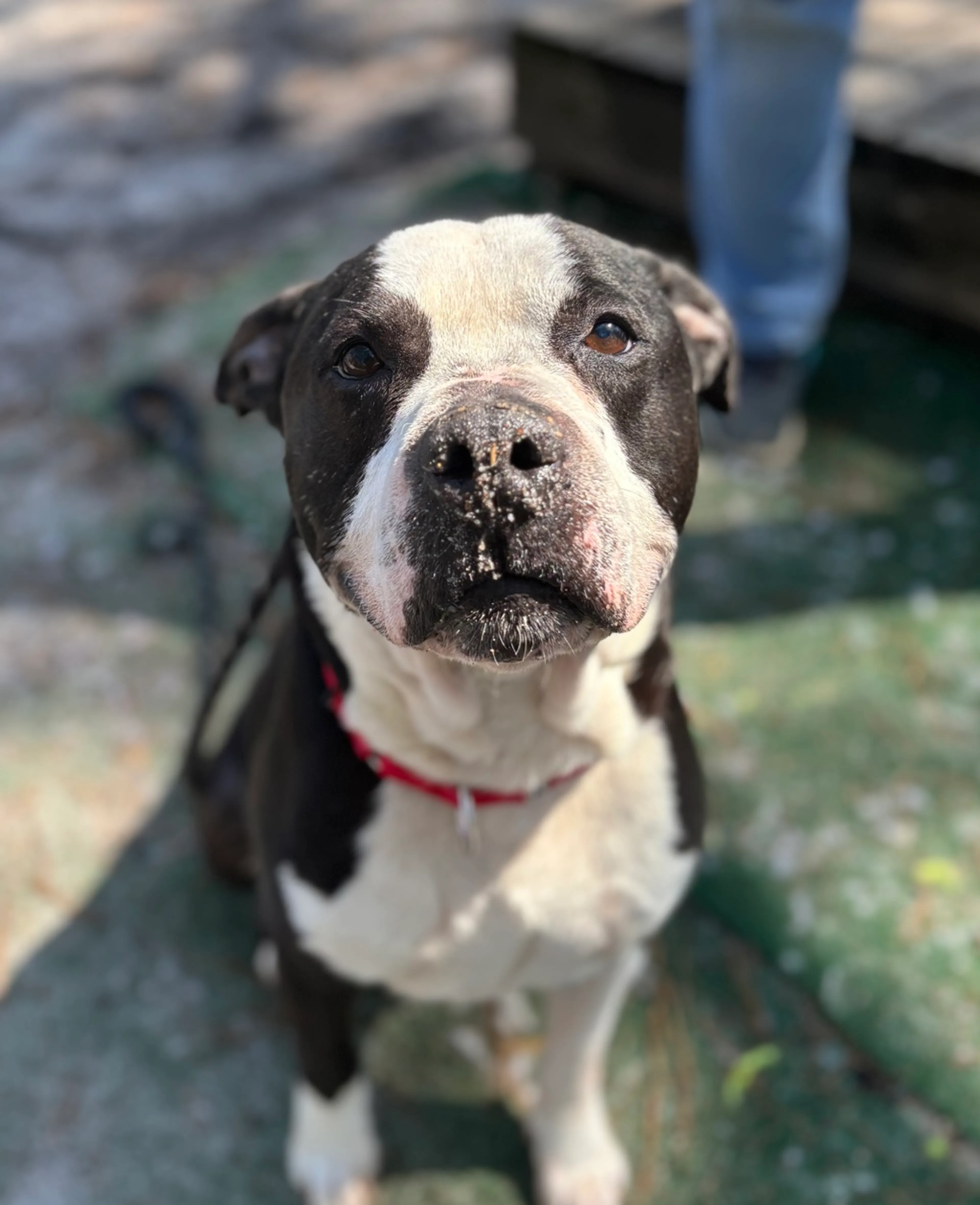Found pet