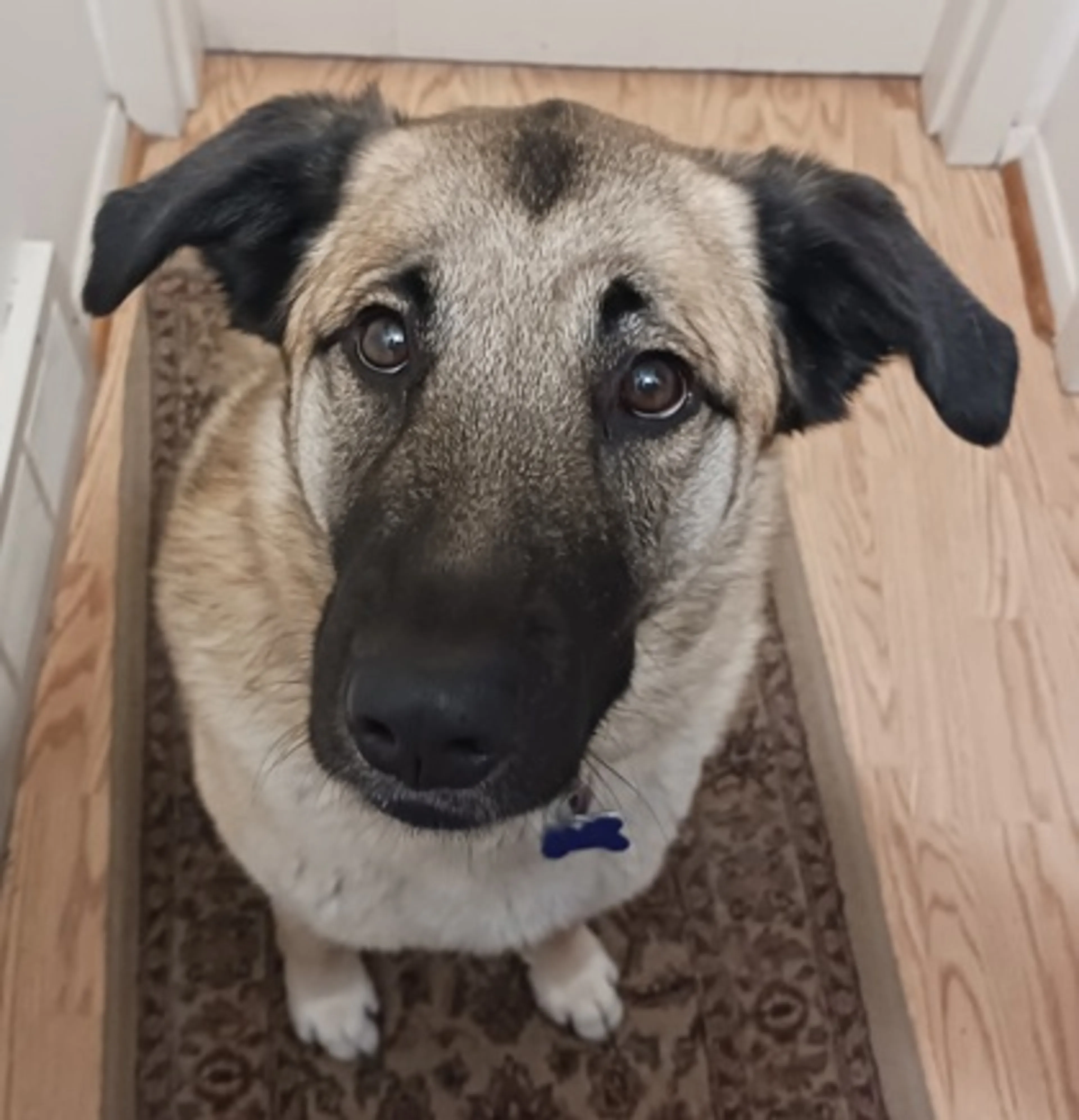 Found pet-0