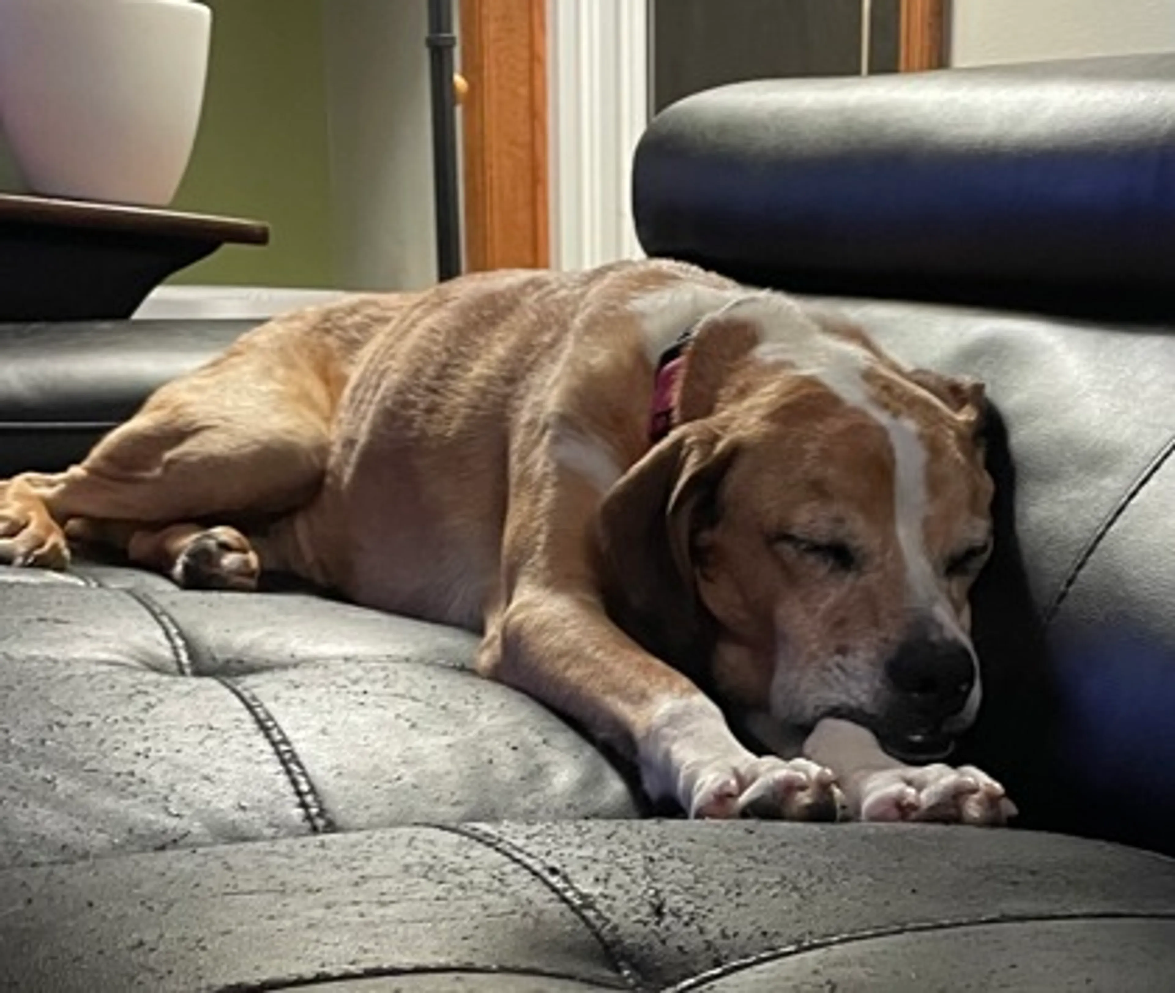 Found pet-1
