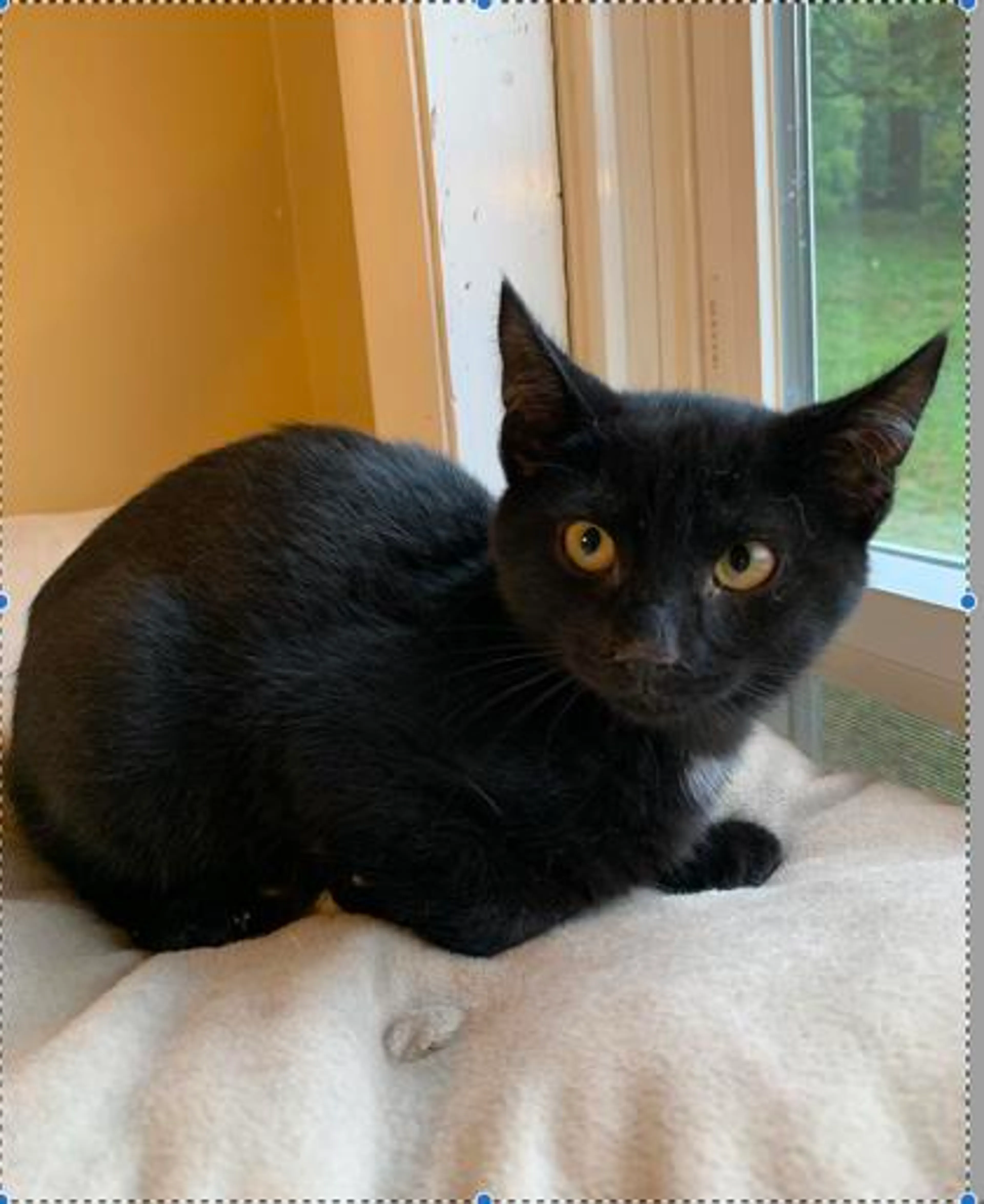 Found pet-1