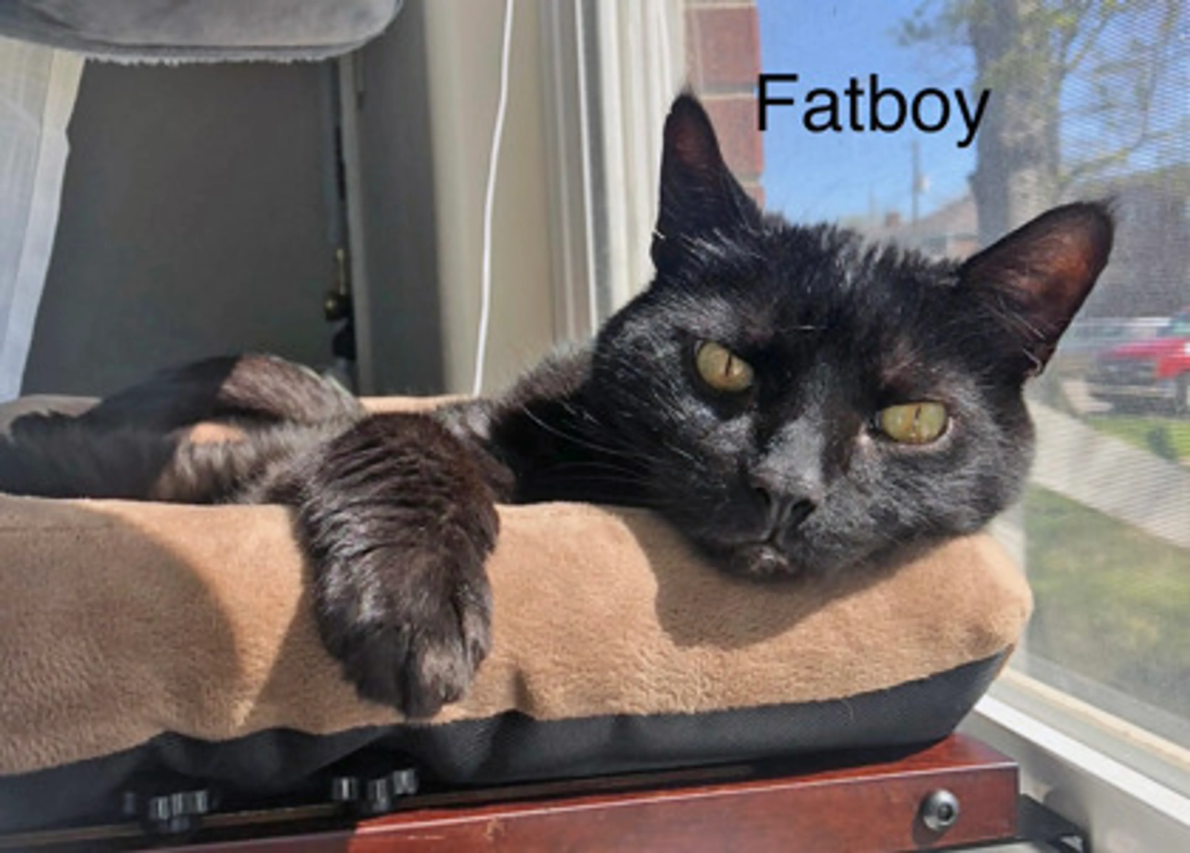 Found pet-0