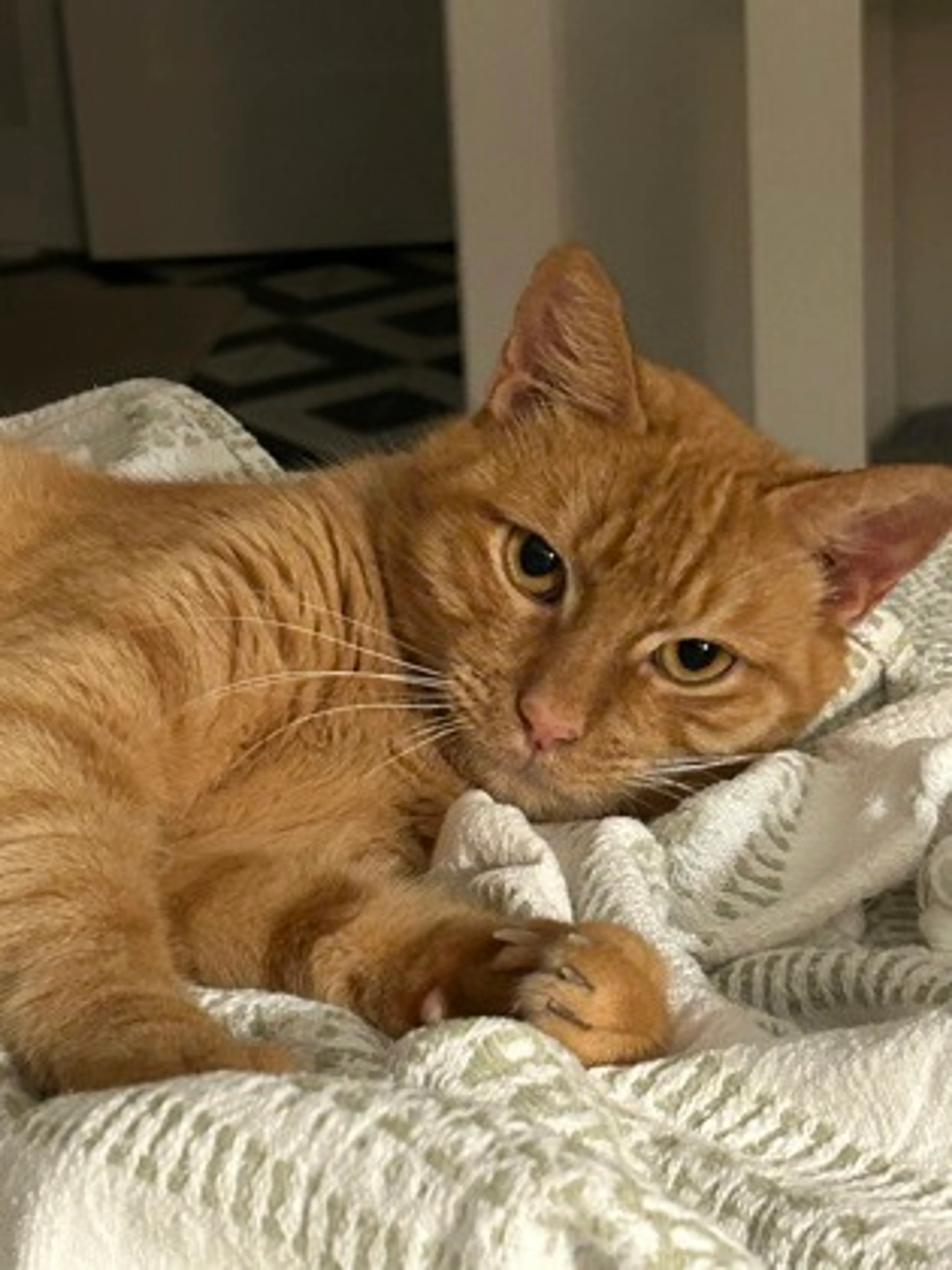 Found pet-0