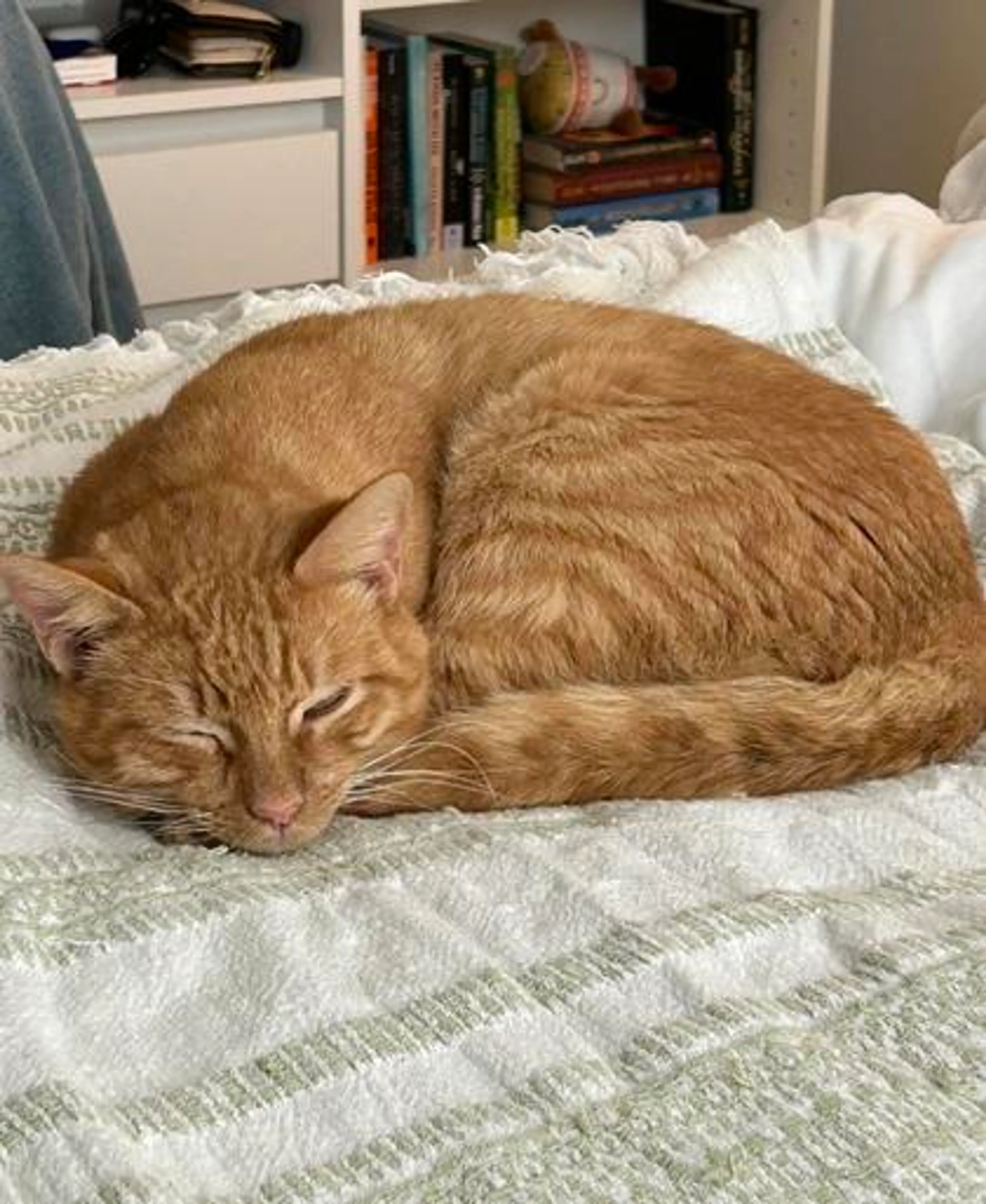 Found pet-1