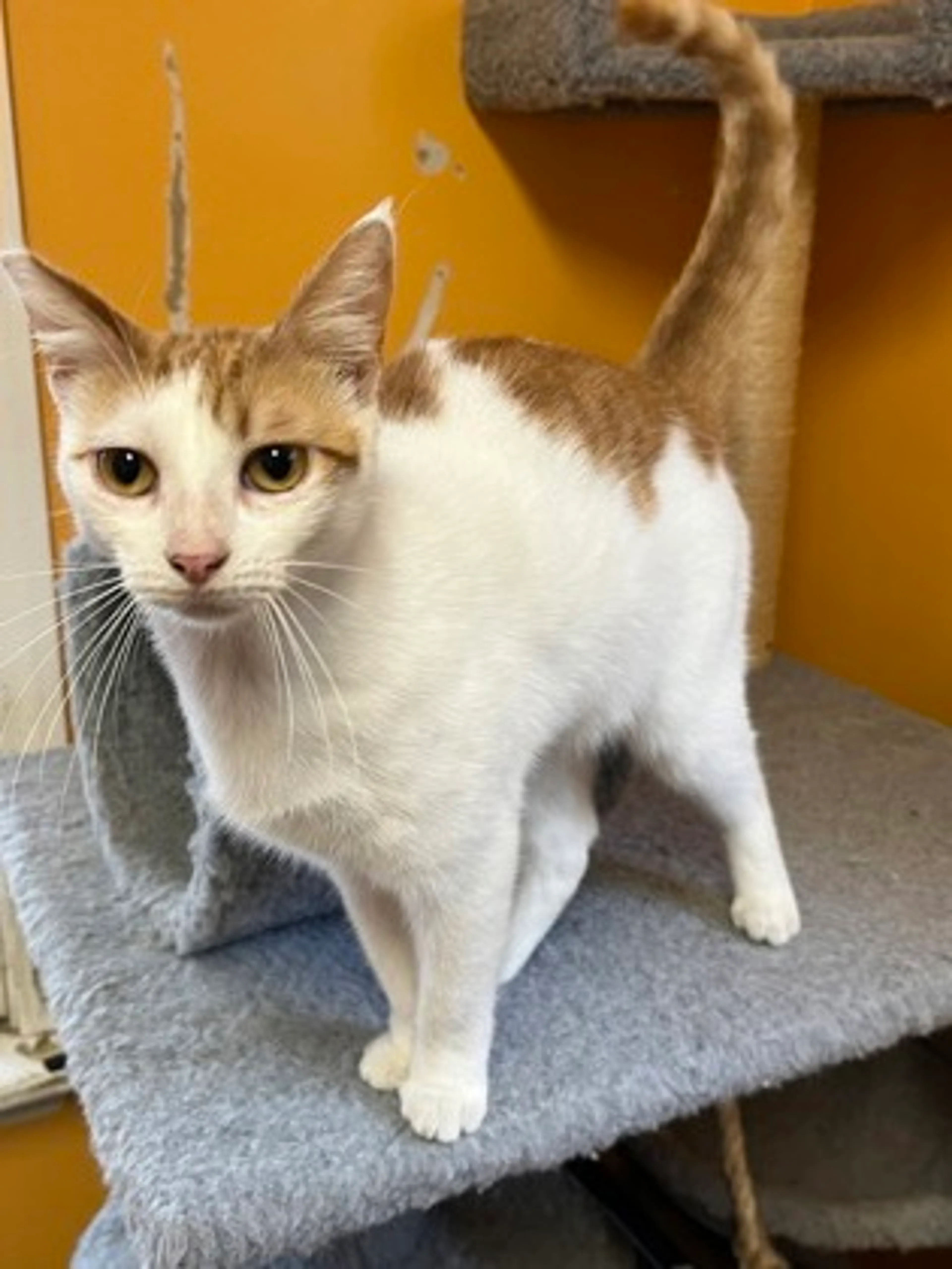 Found pet-2