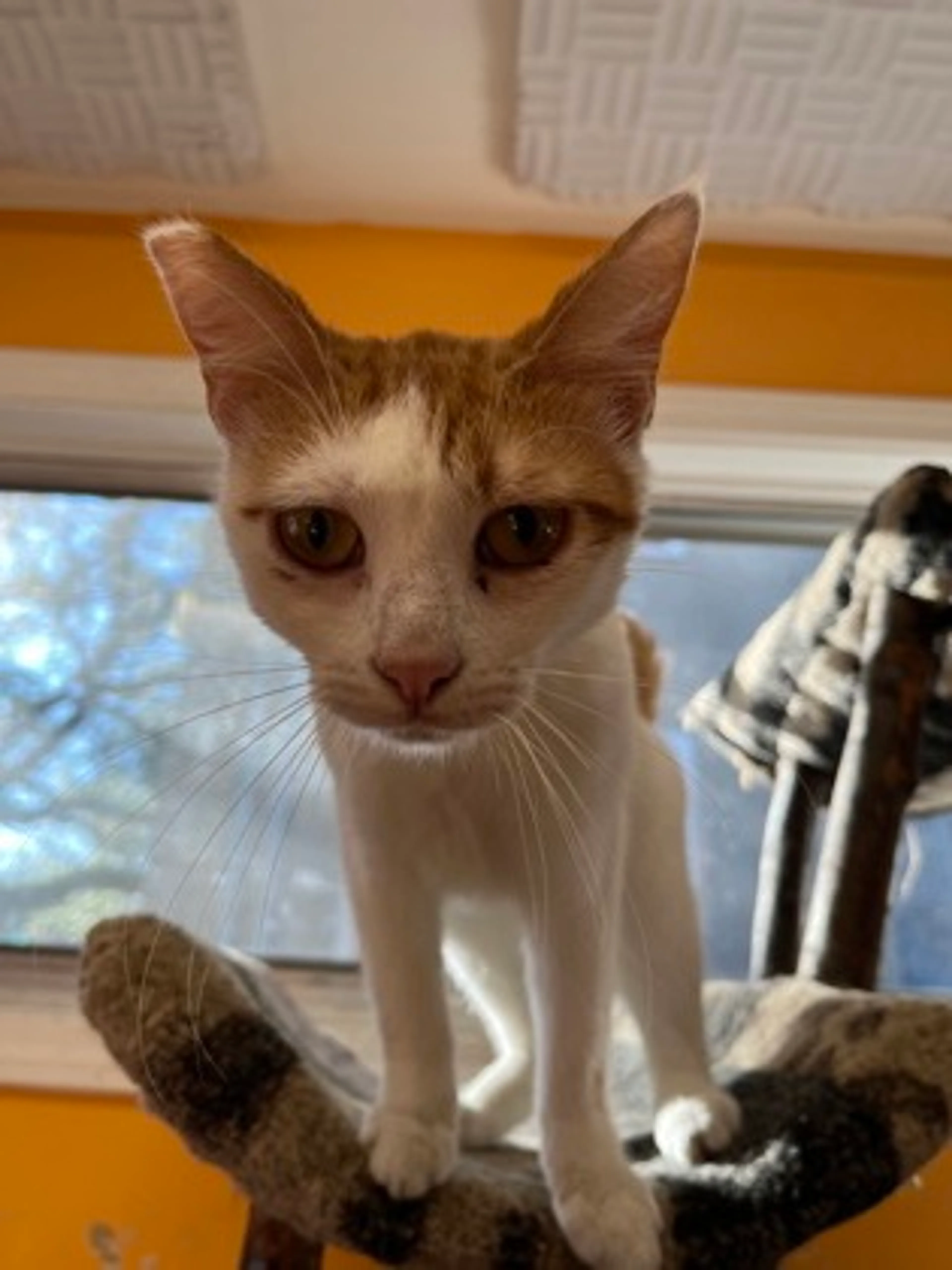 Found pet-1