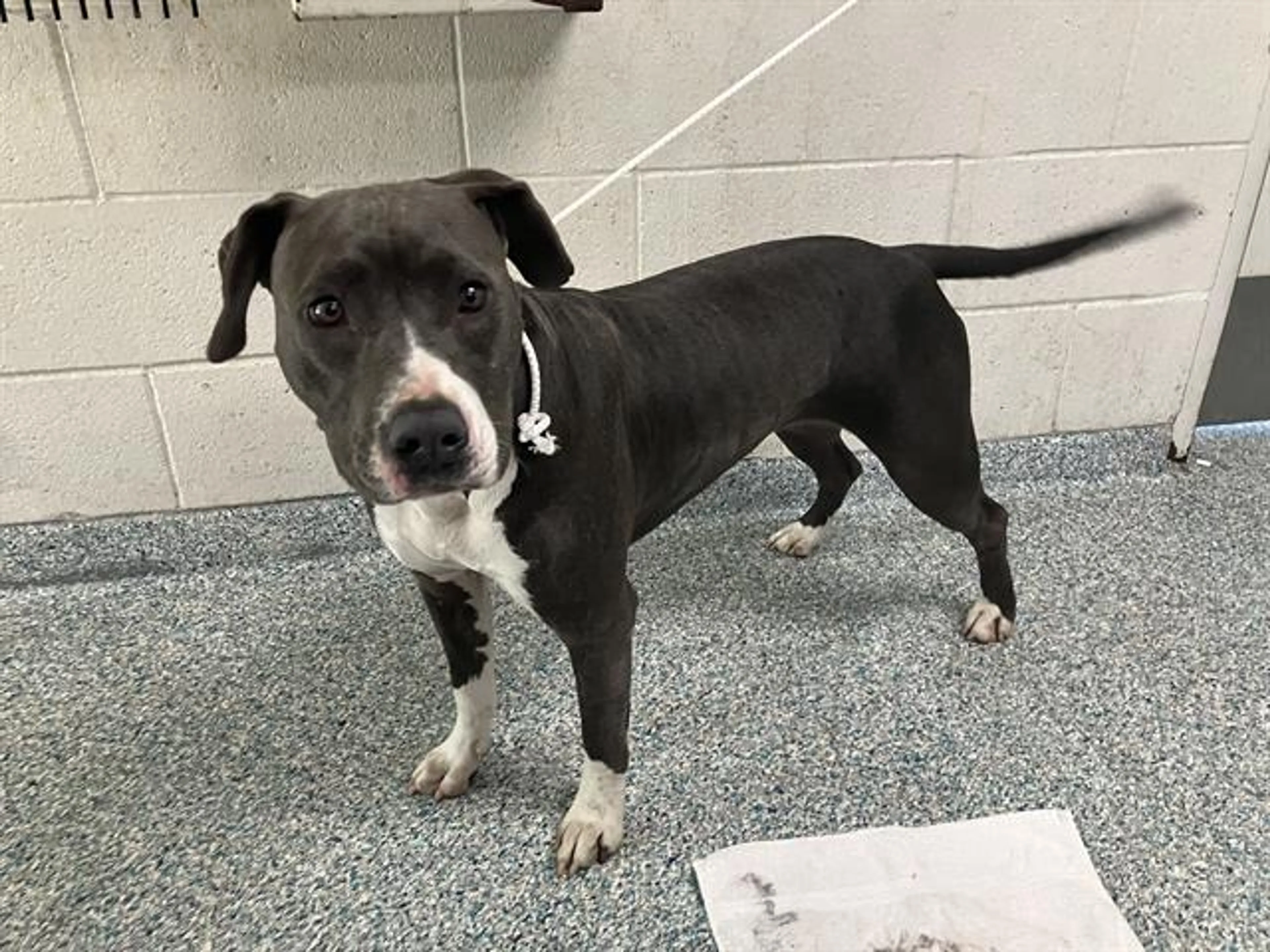Found pet