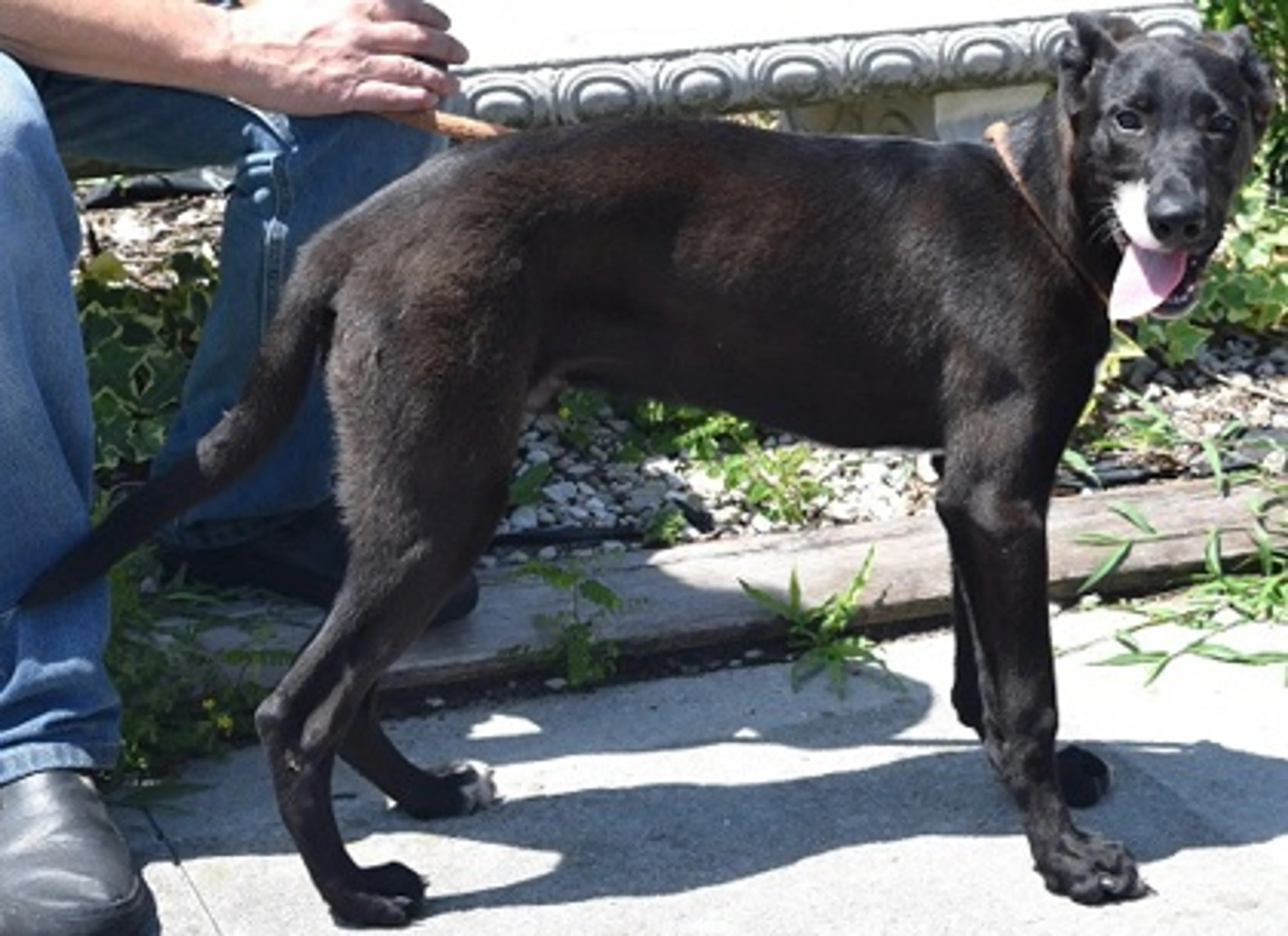 Found pet-2