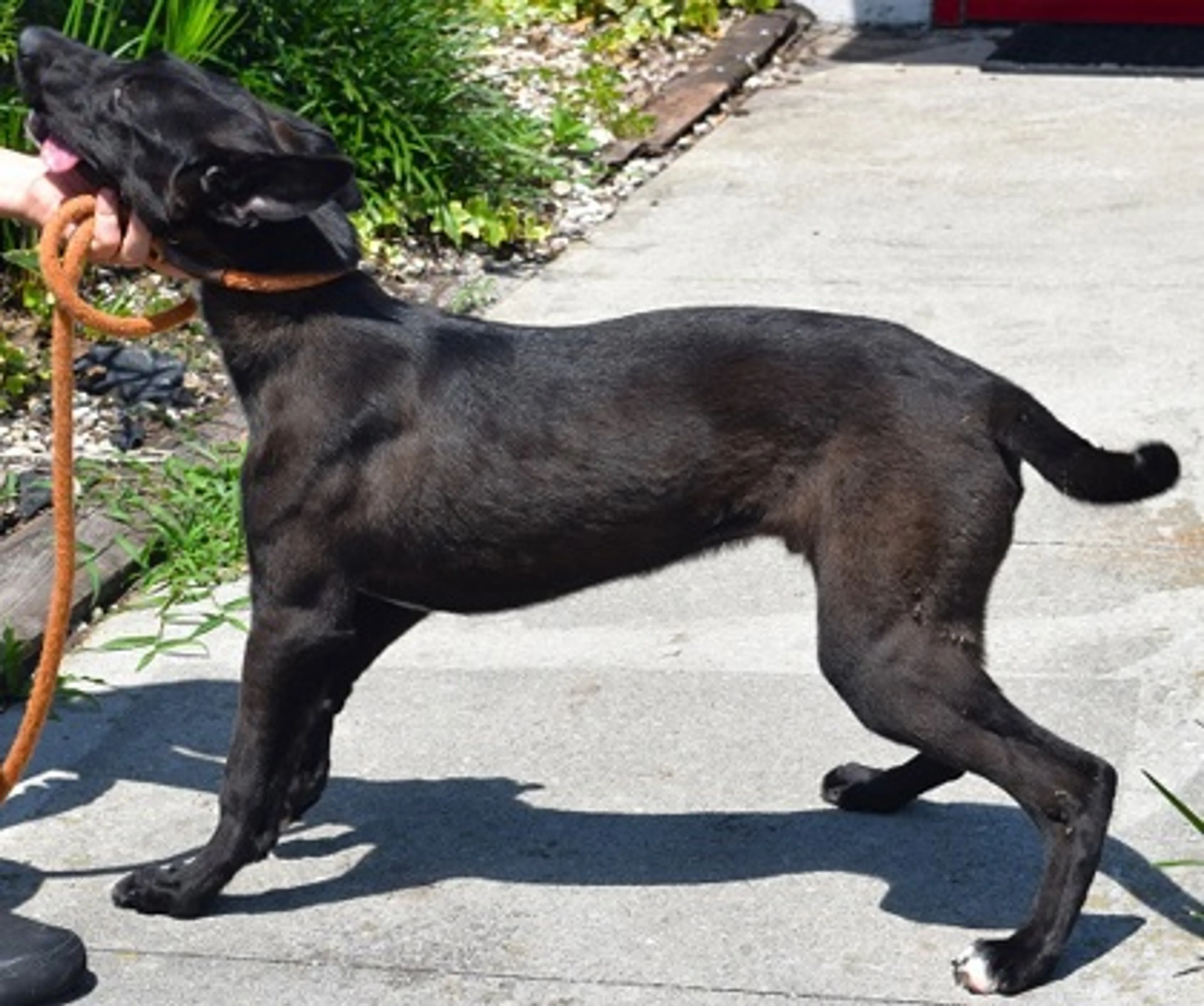 Found pet-1