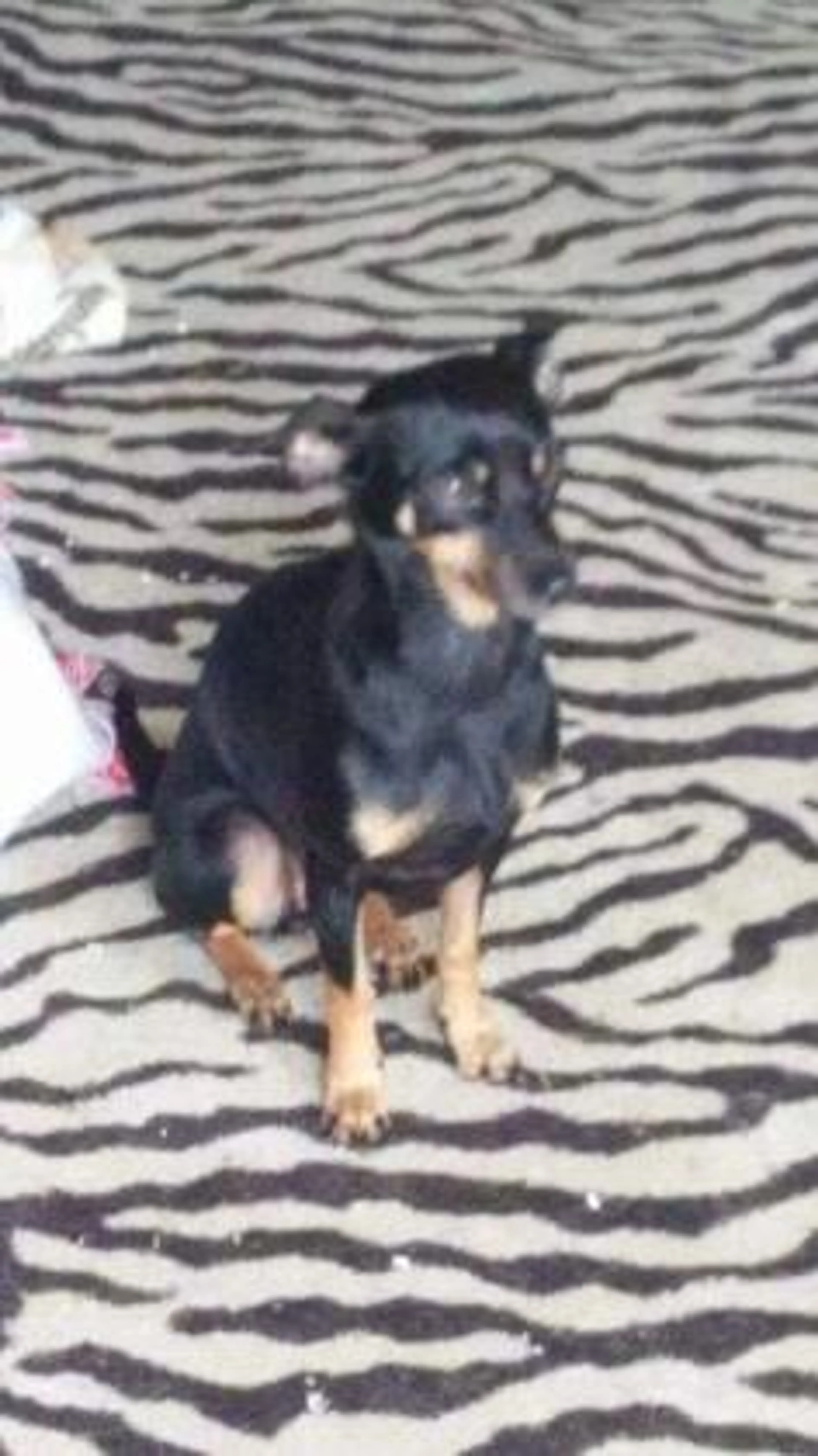 Found pet-1