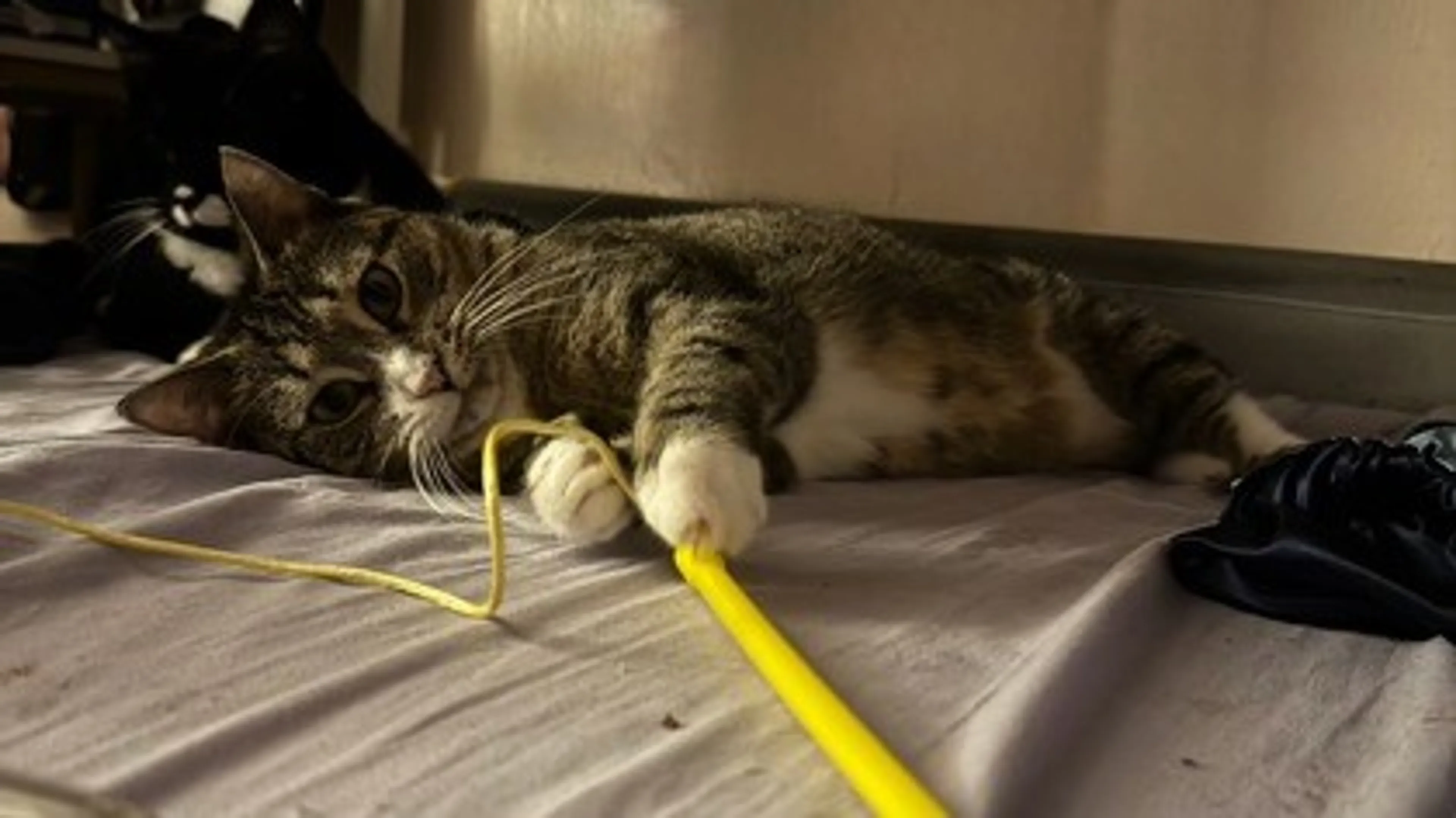 Found pet-1
