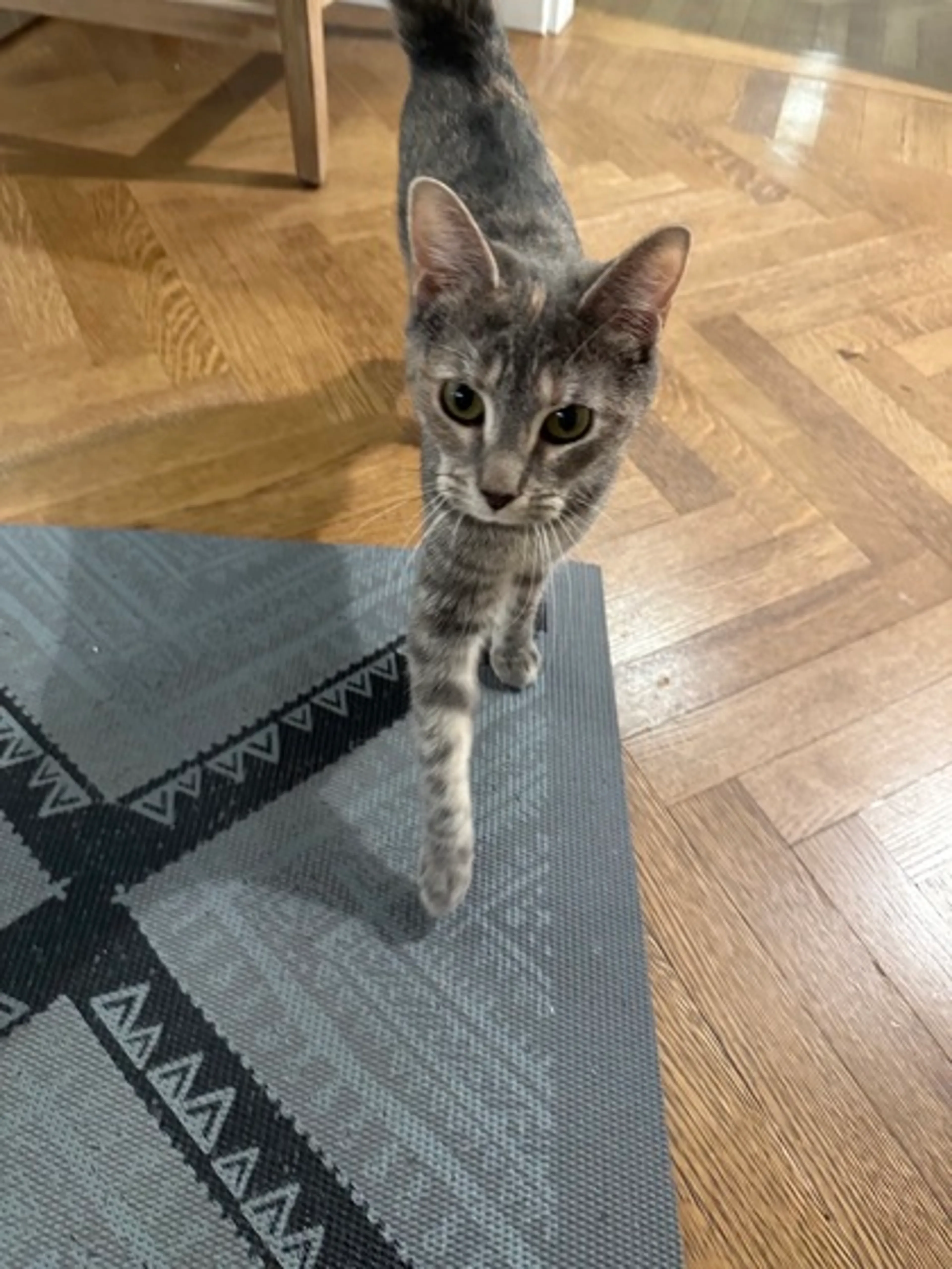 Found pet-1