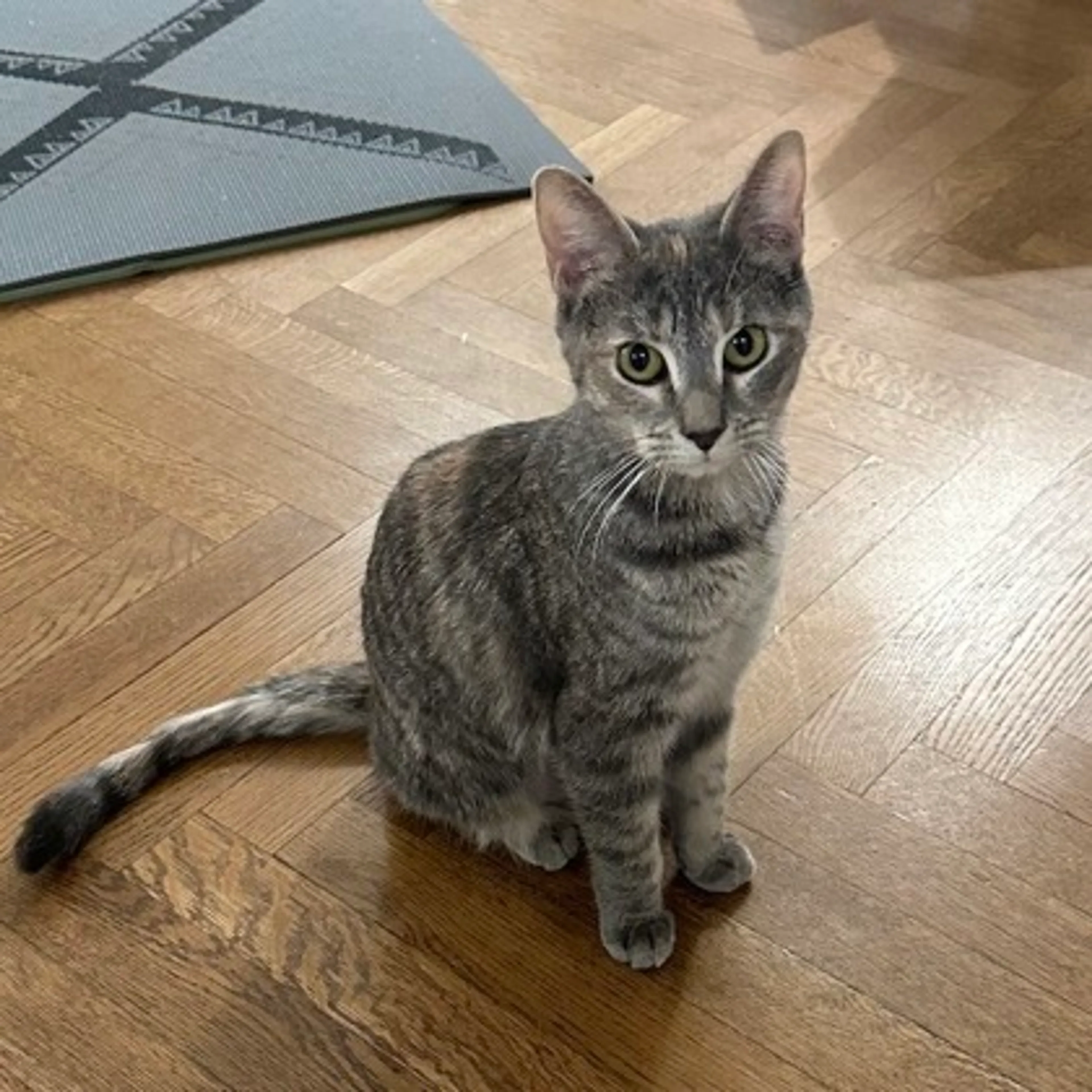 Found pet-2