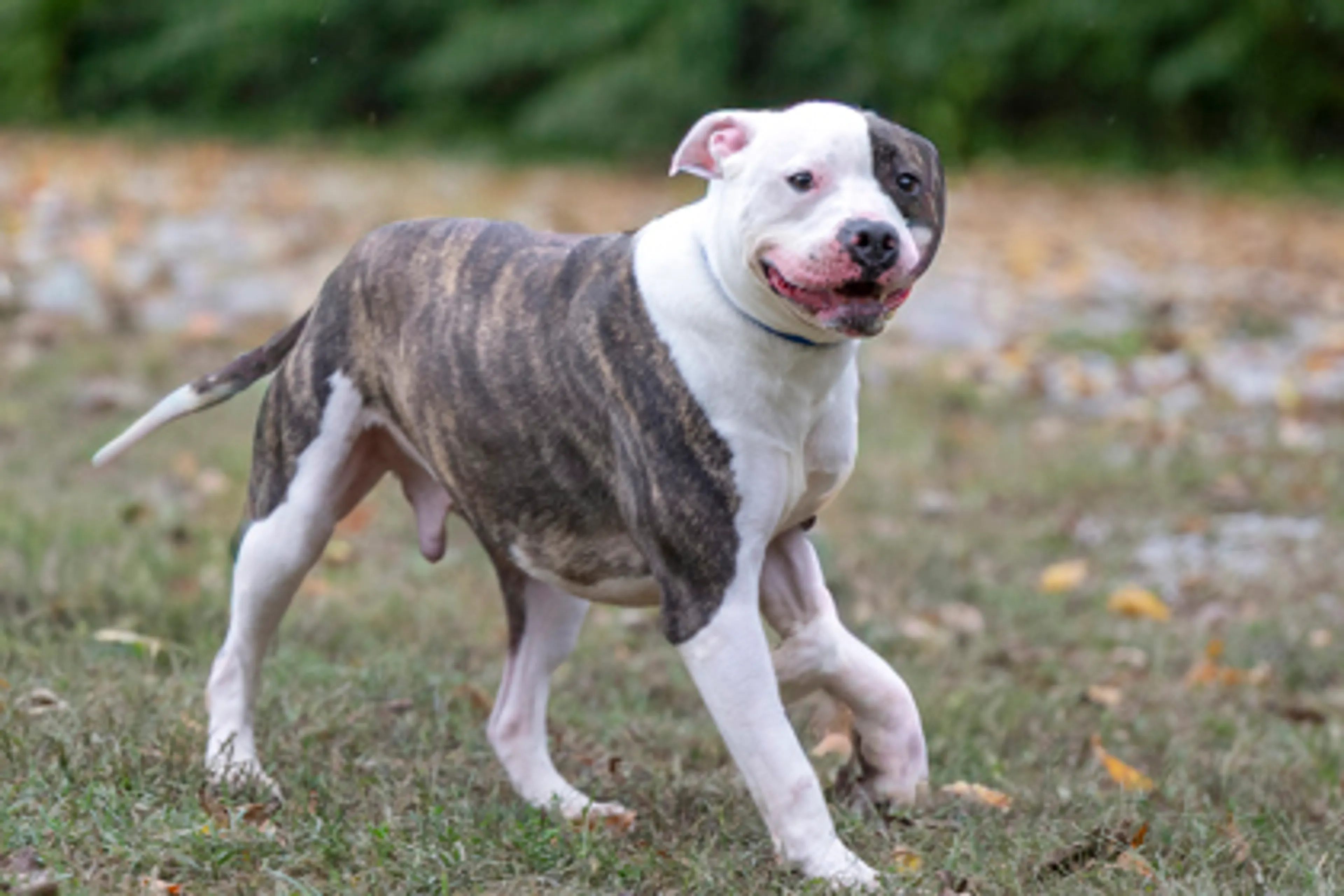 cdn image