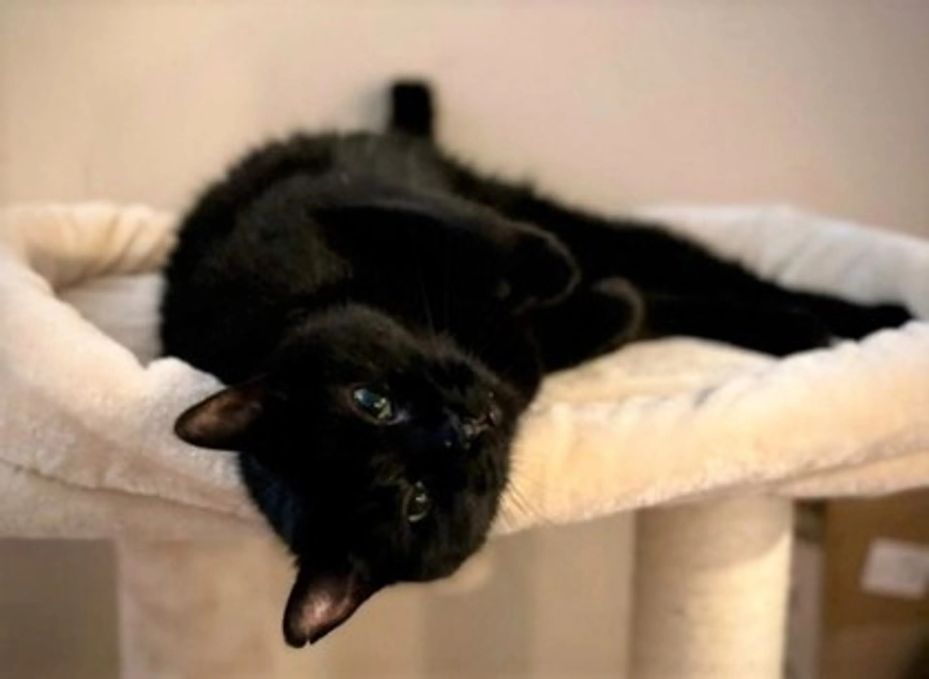 Found pet-1