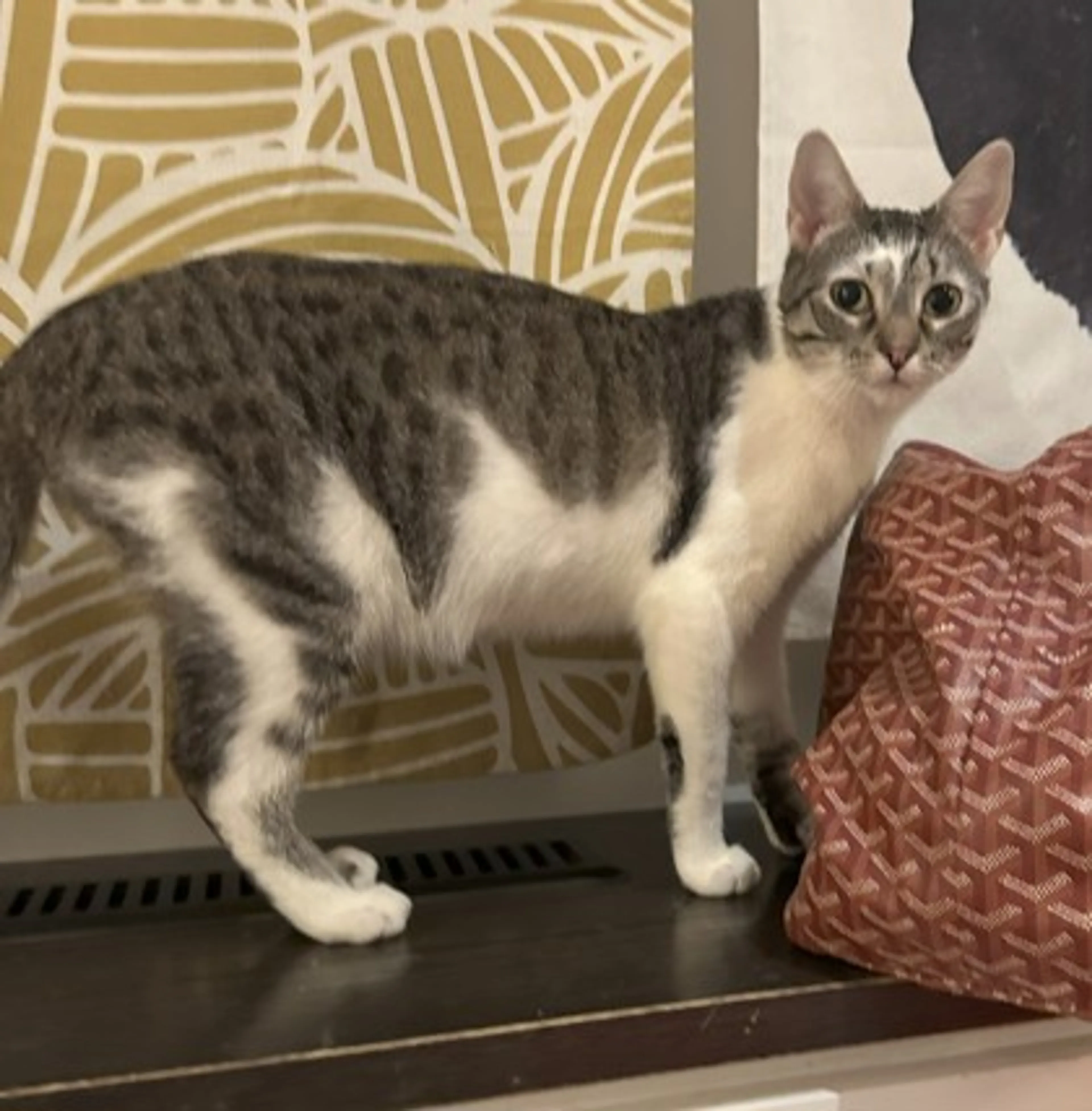 Found pet-2