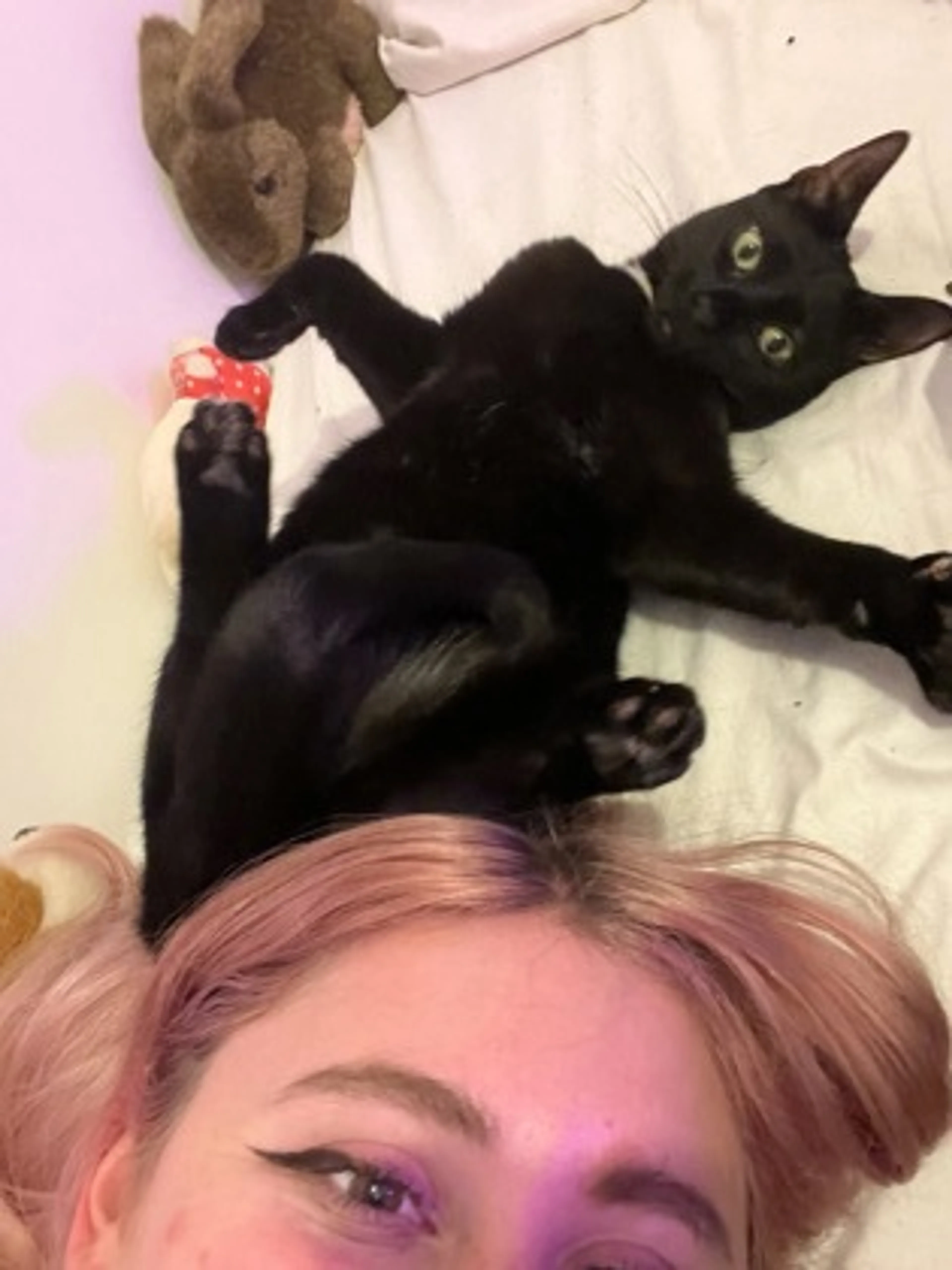 Found pet-2