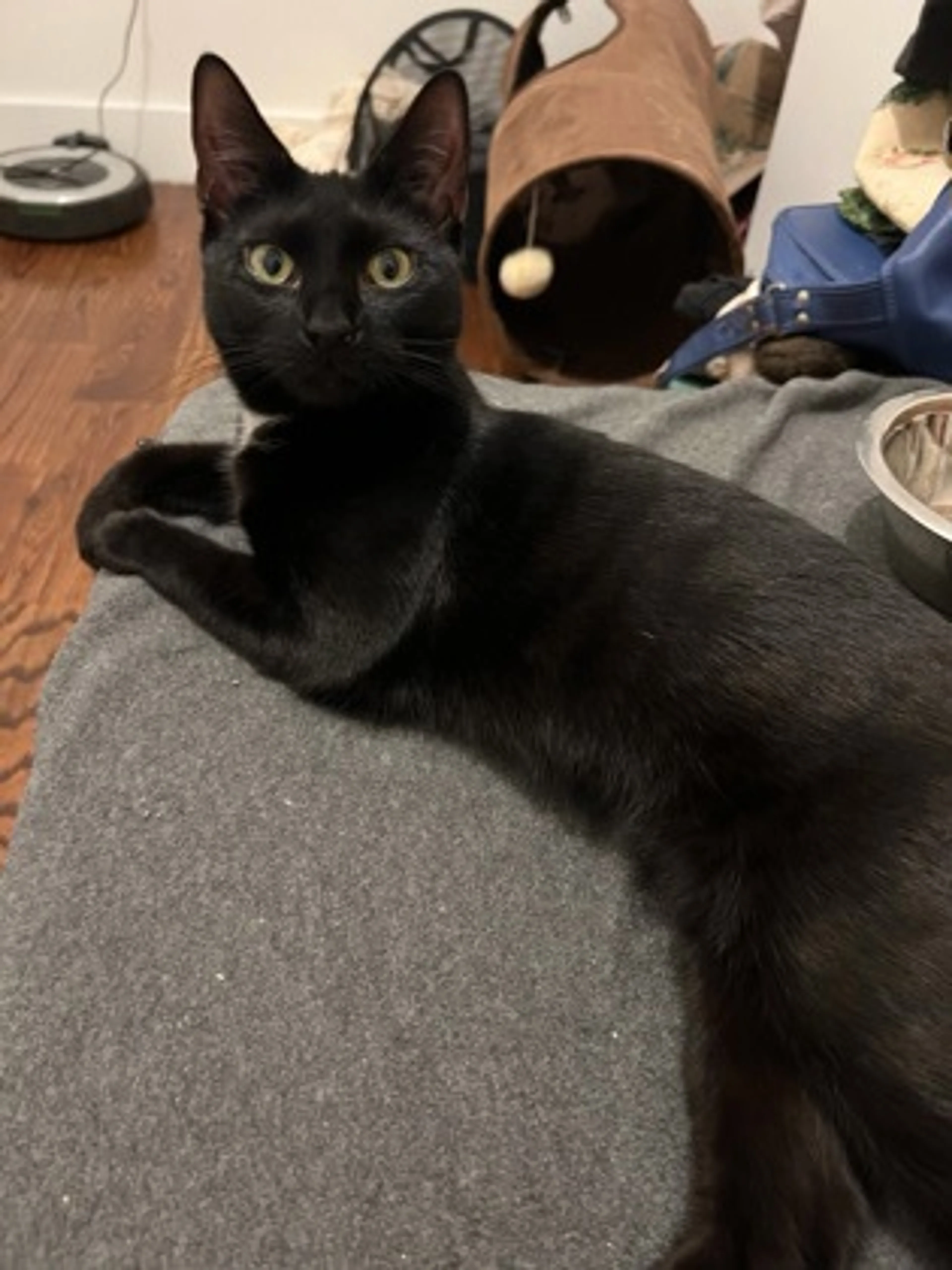 Found pet-1