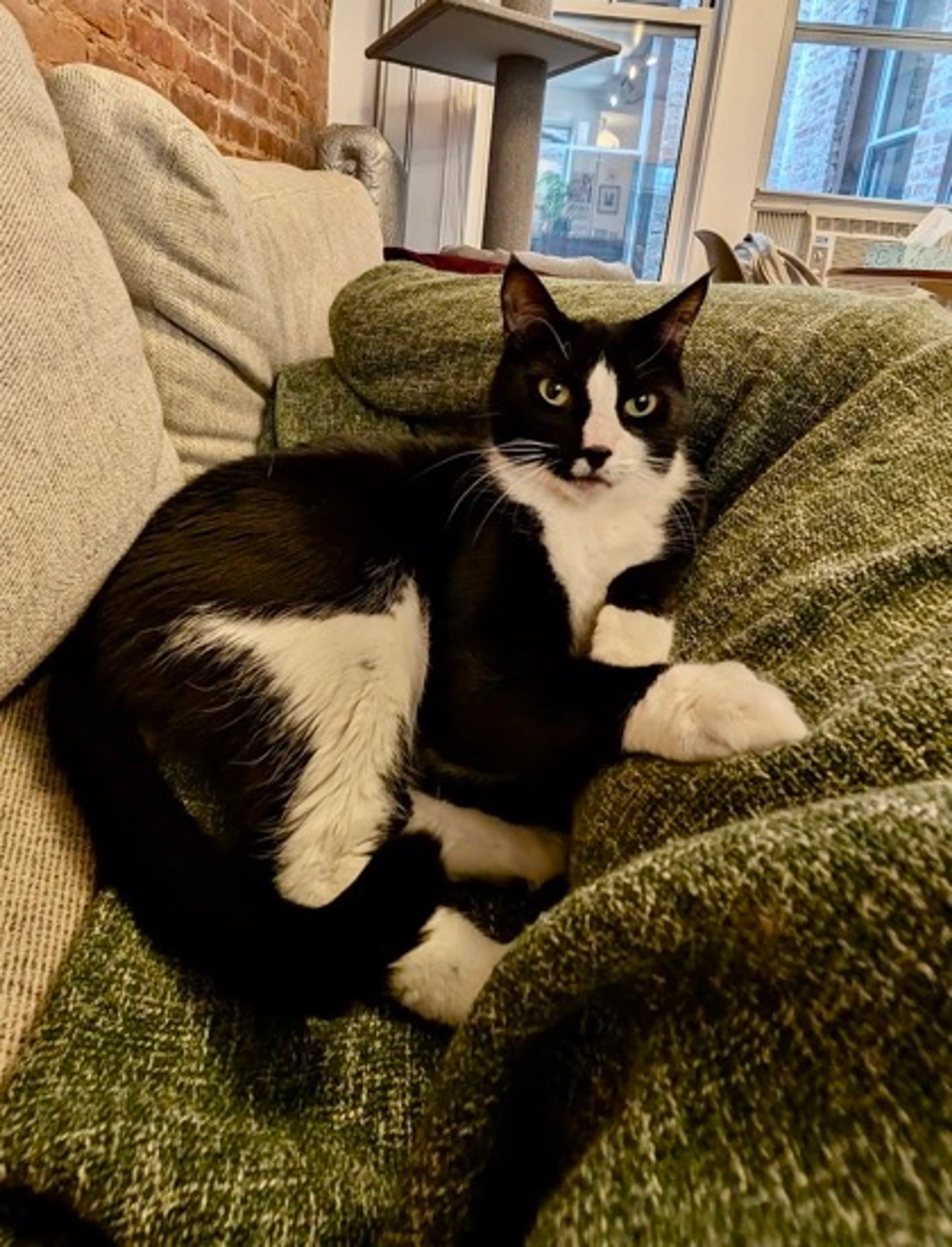 Found pet-1