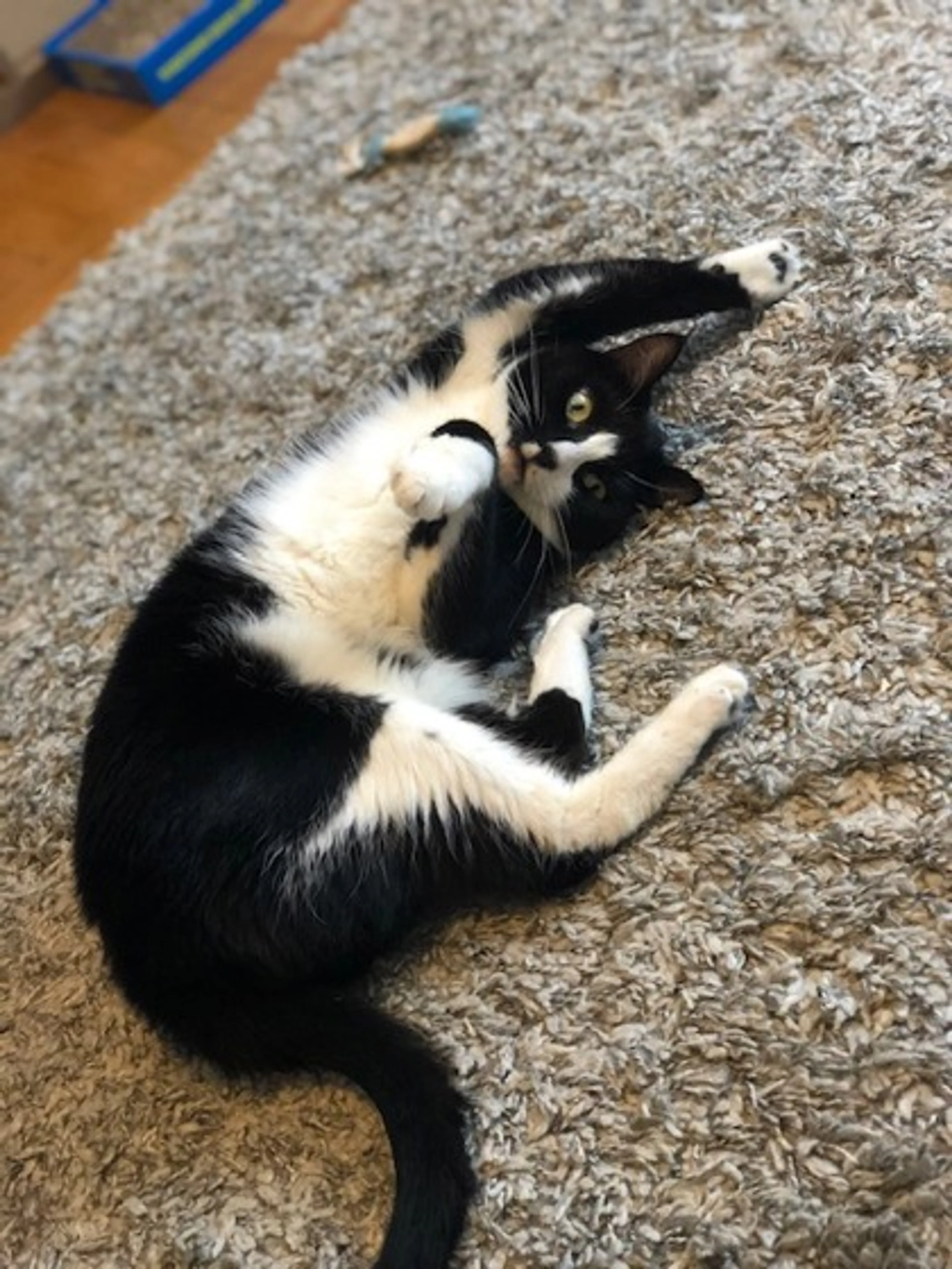 Found pet-2