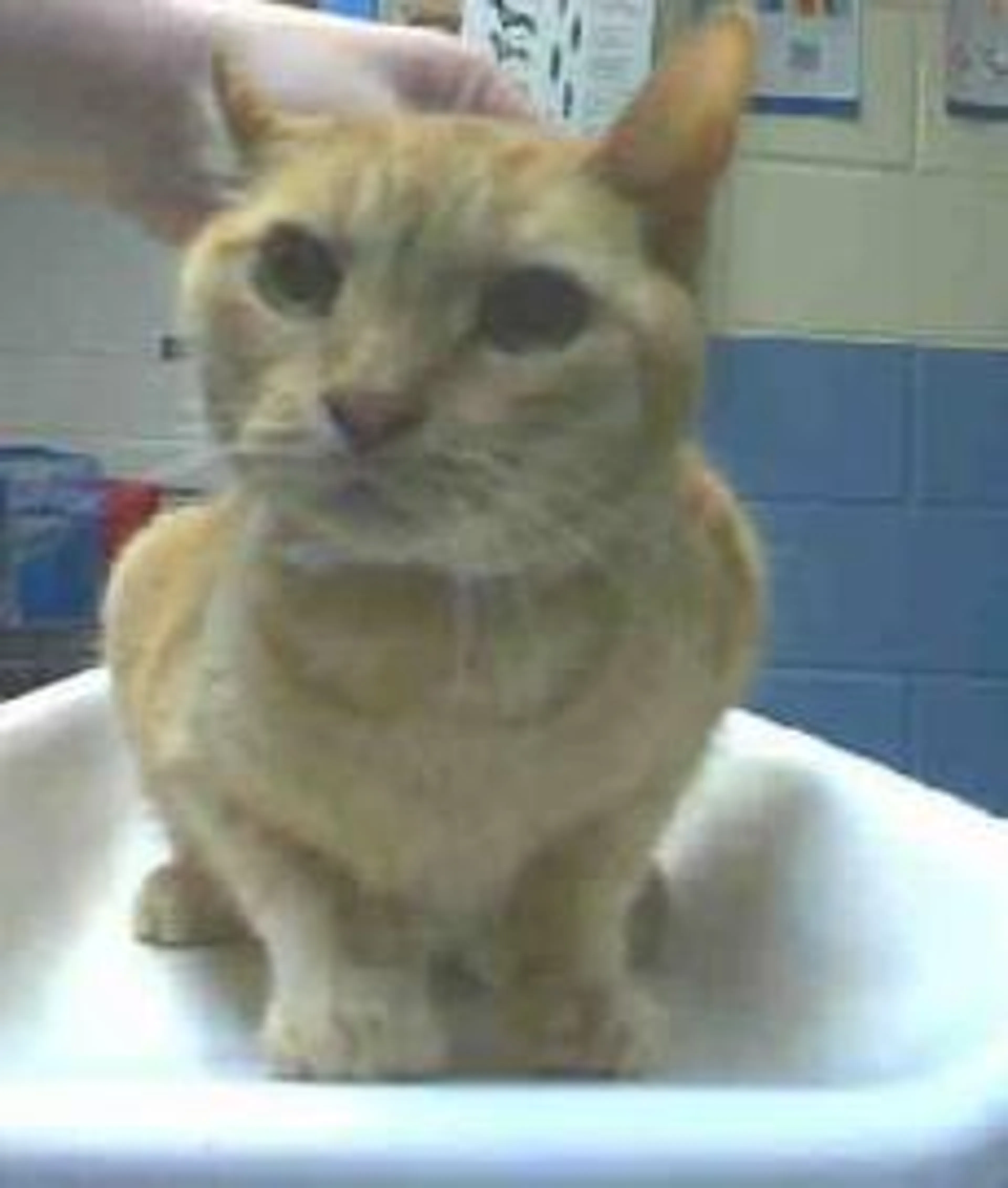 Found pet