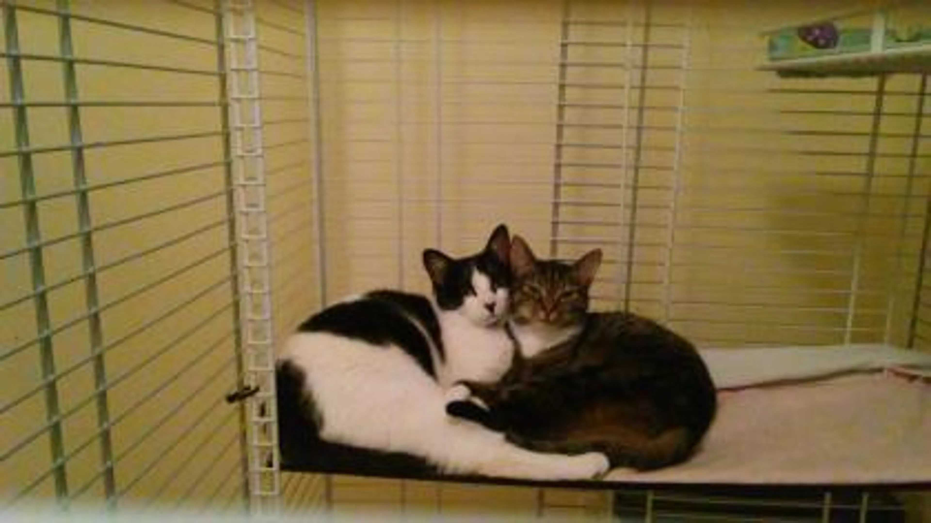 Found pet-1