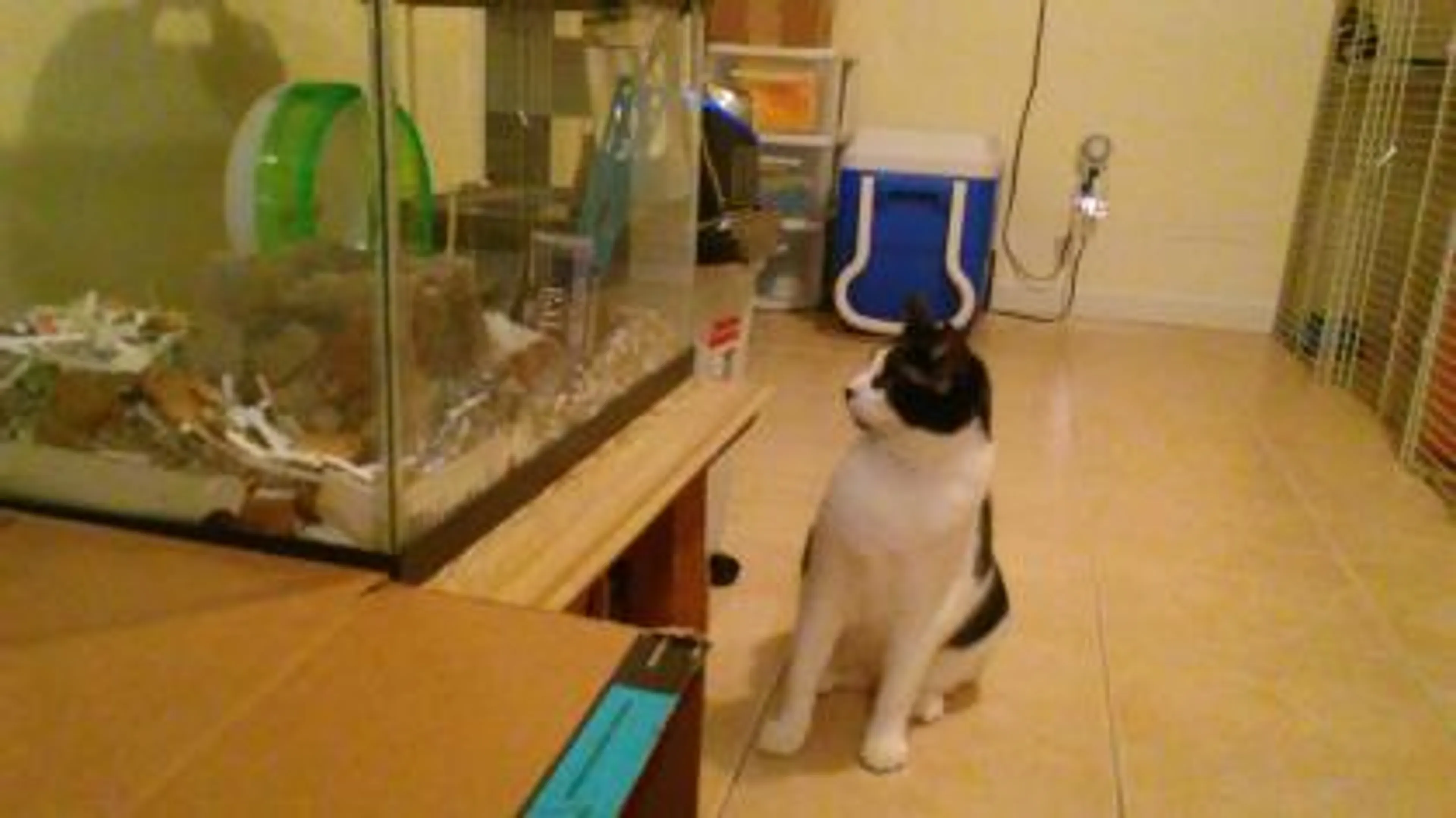 Found pet-2