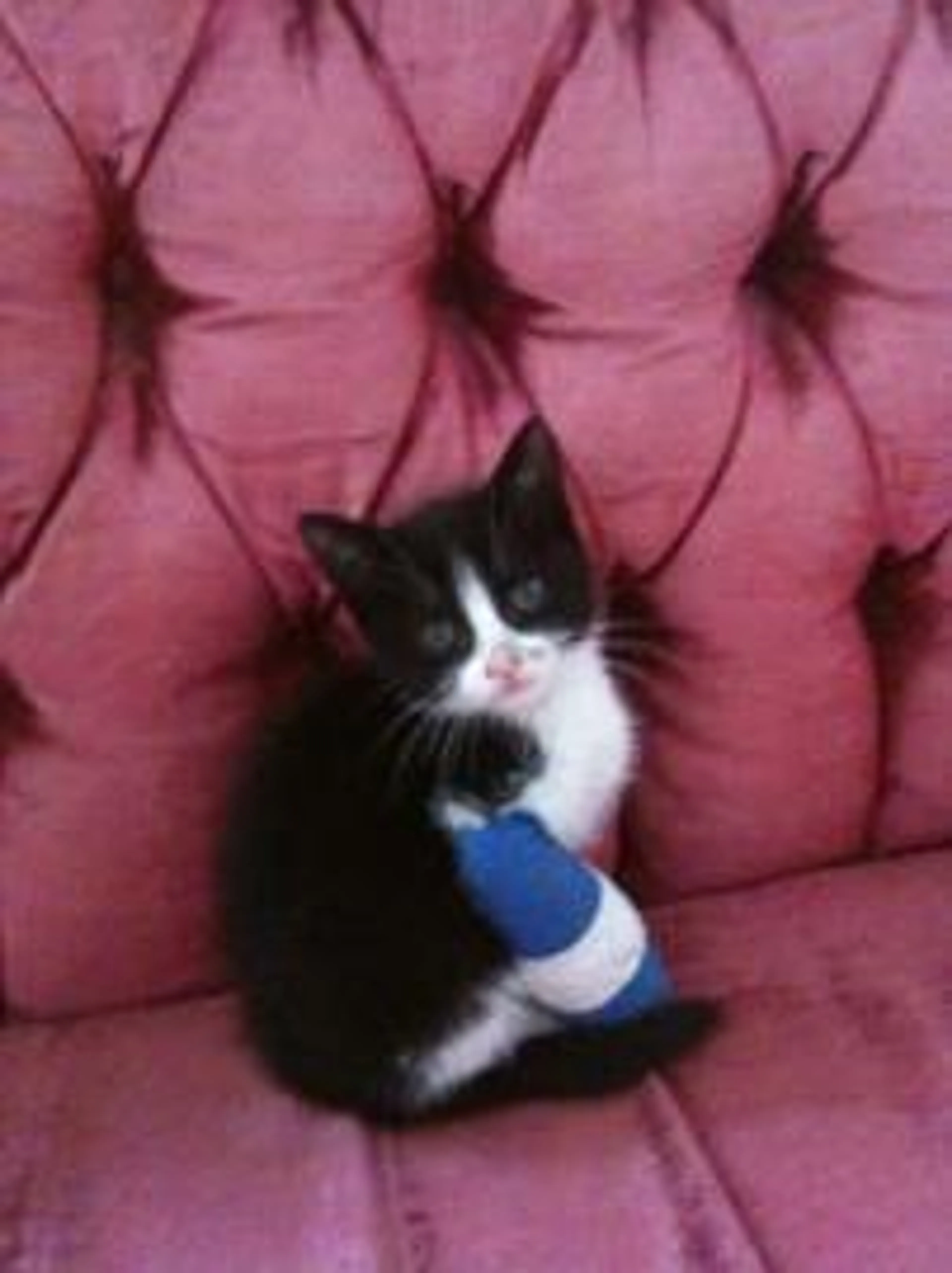 cdn image