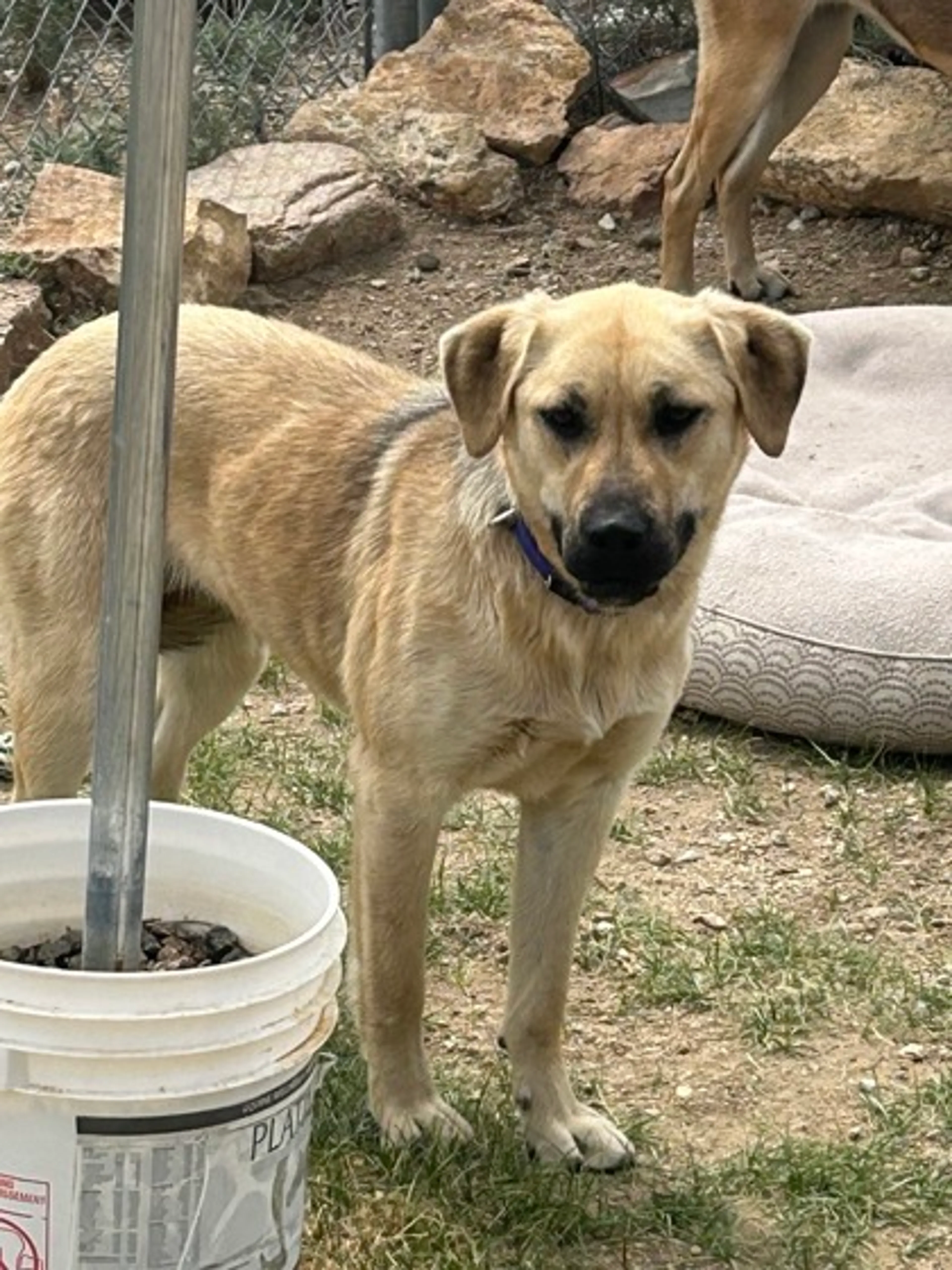 Found pet-1