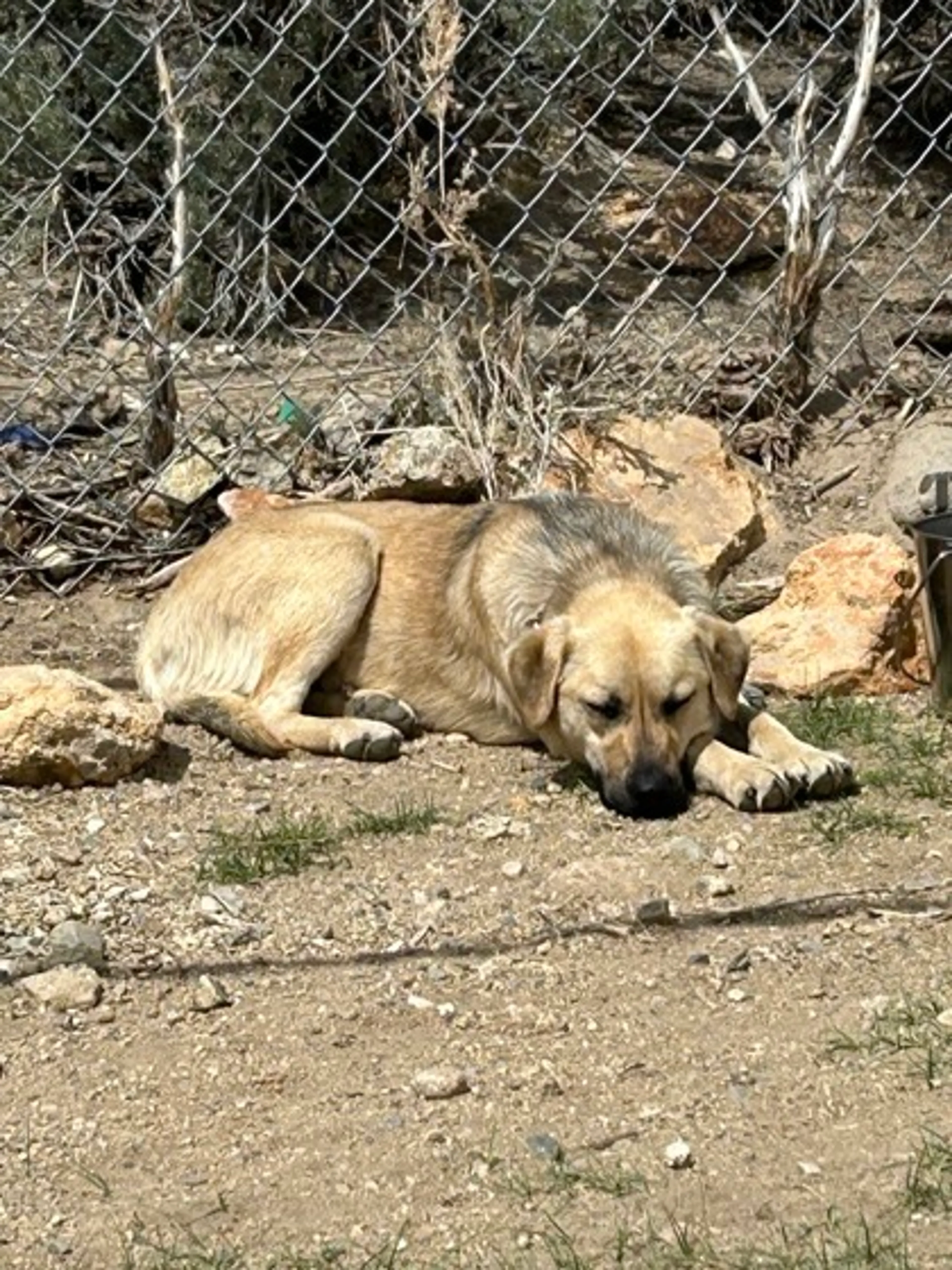 Found pet-2